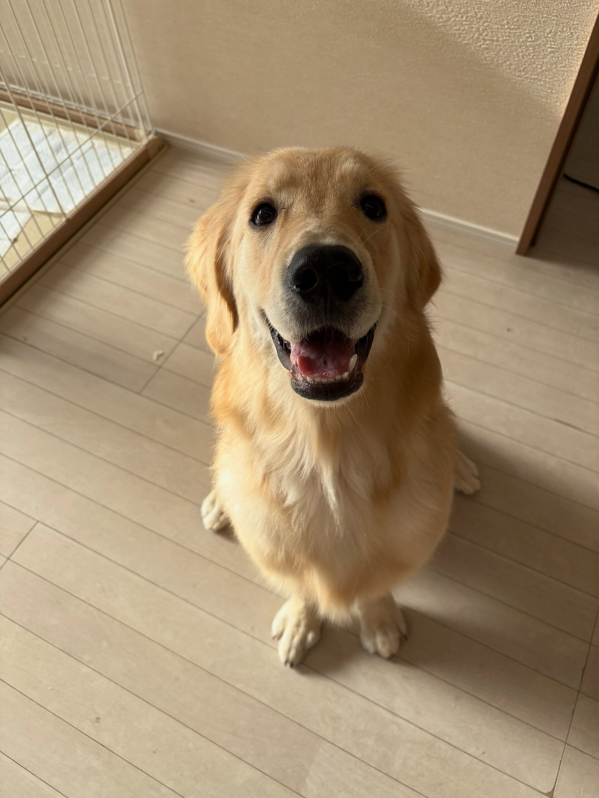ゴールデンレトリバーのさくらちゃん