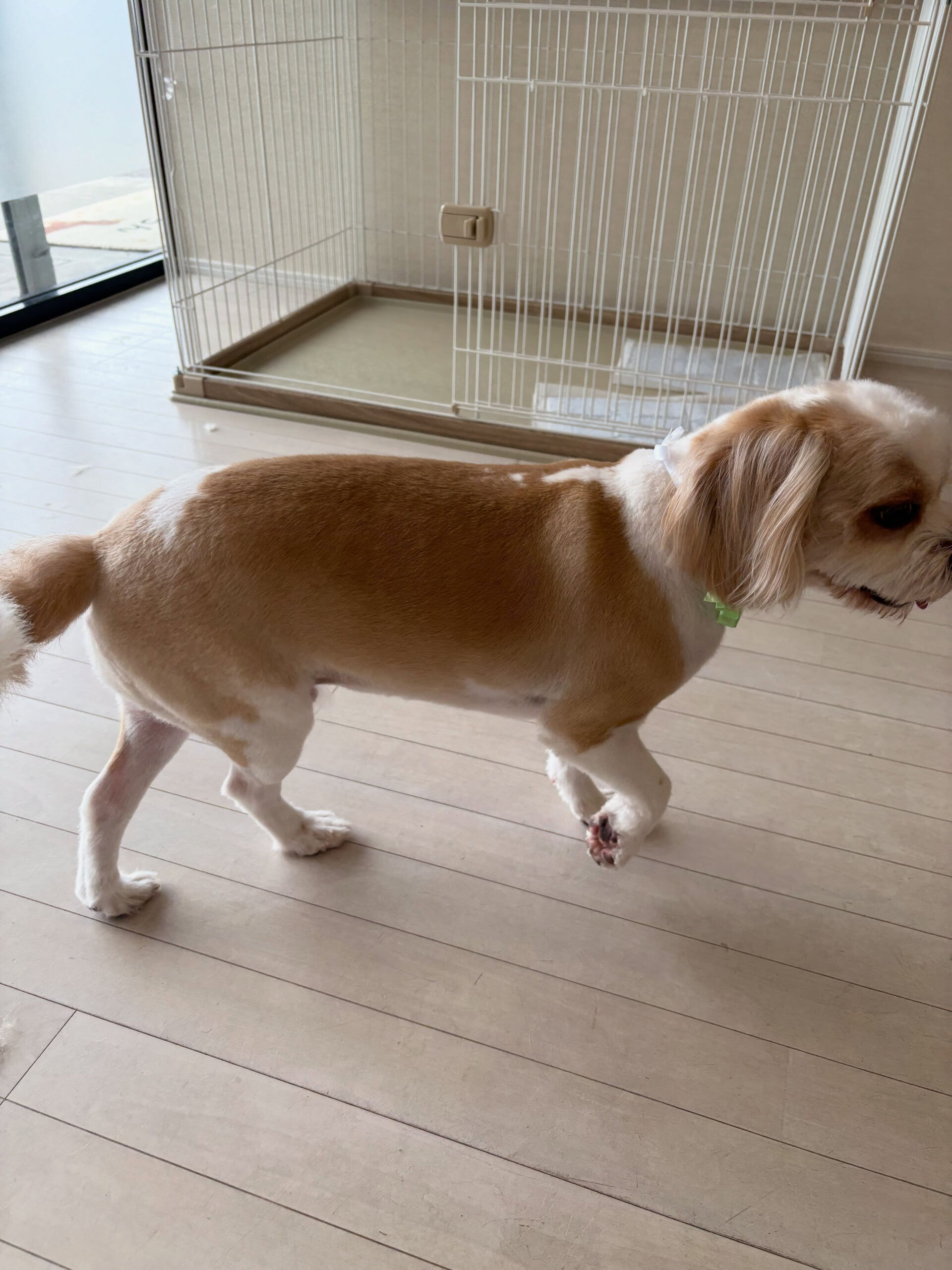 ミックスのラテ君