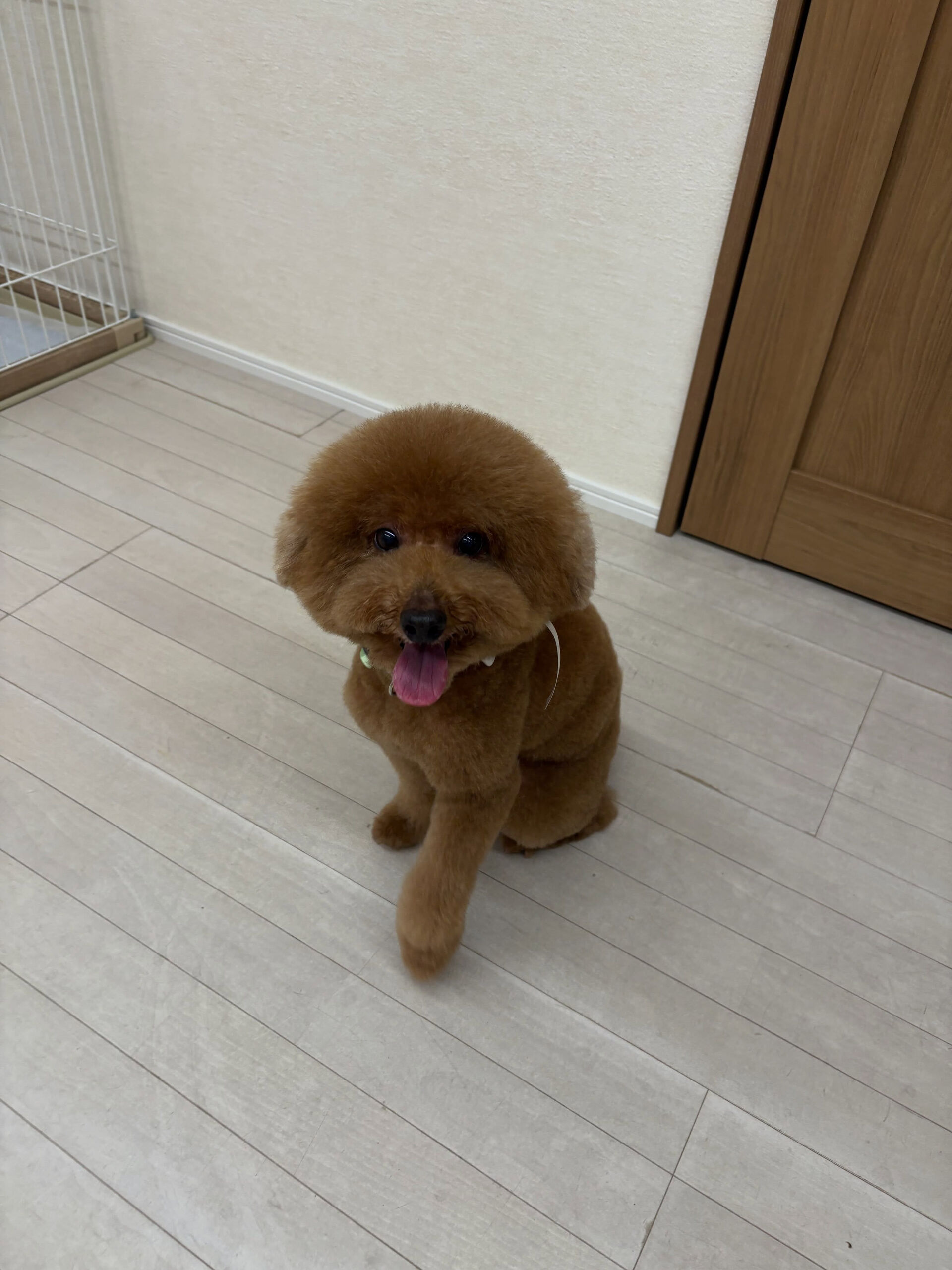 プードルのプー太くん