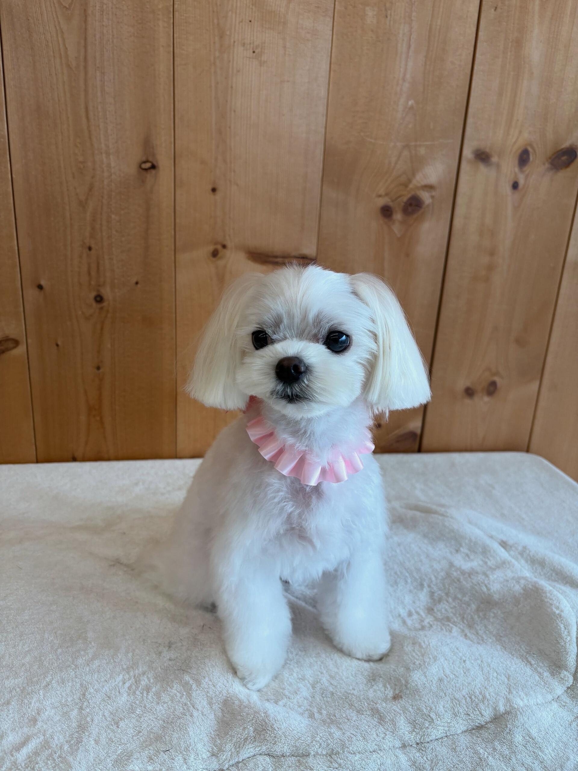 マルチーズのこゆきちゃん