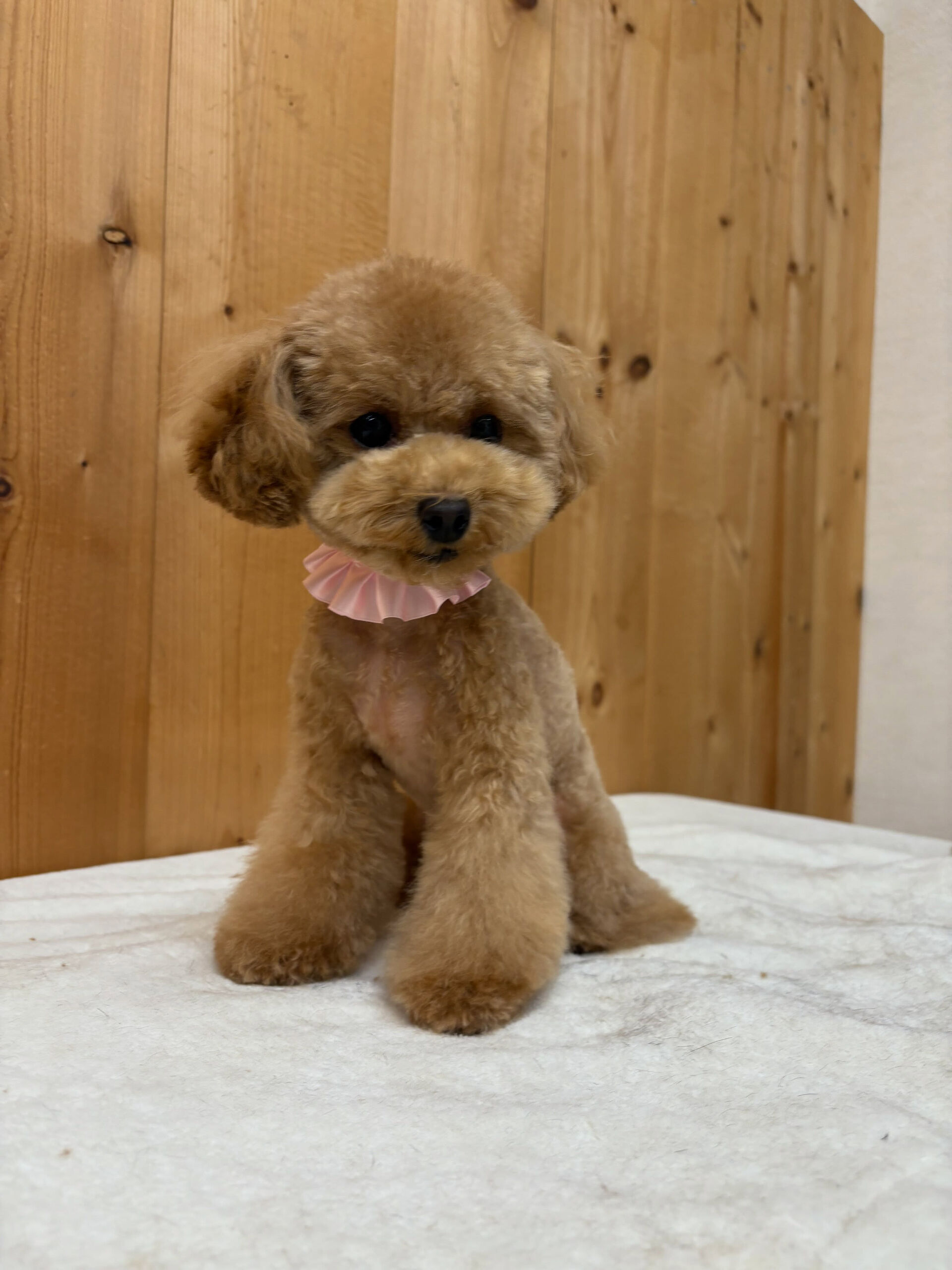 プードルのはぴちゃん