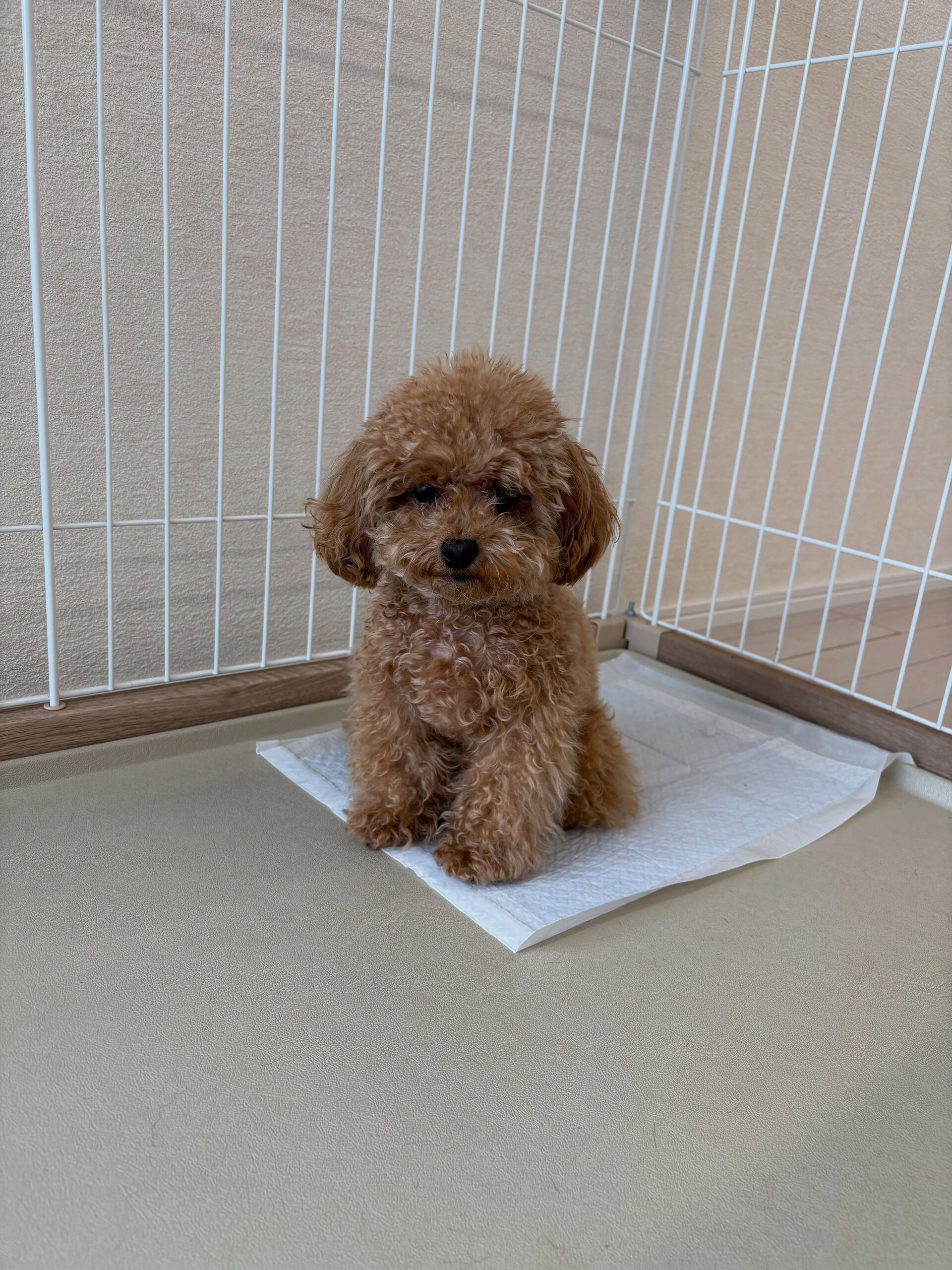 プードルのはぴちゃん