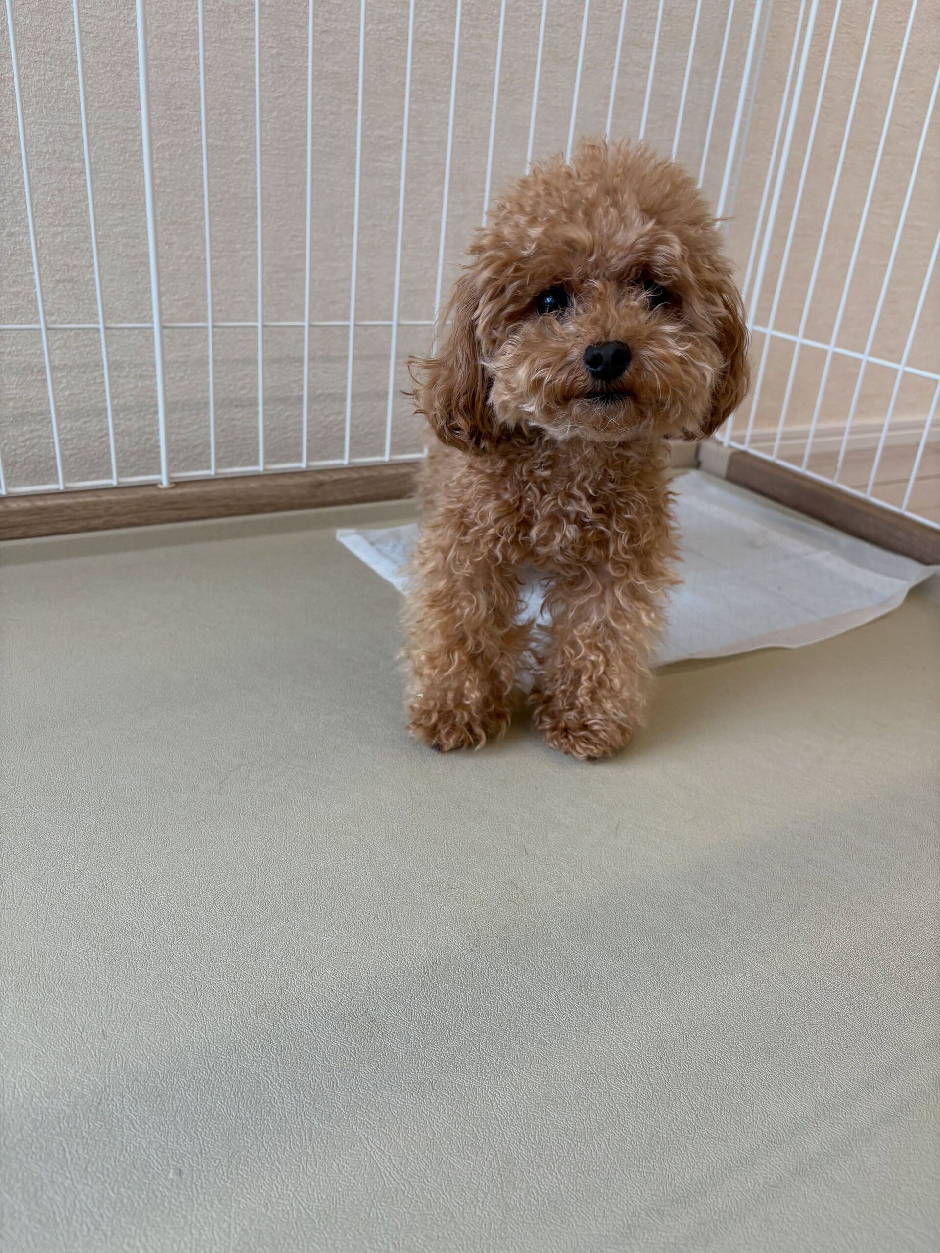 プードルのはぴちゃん