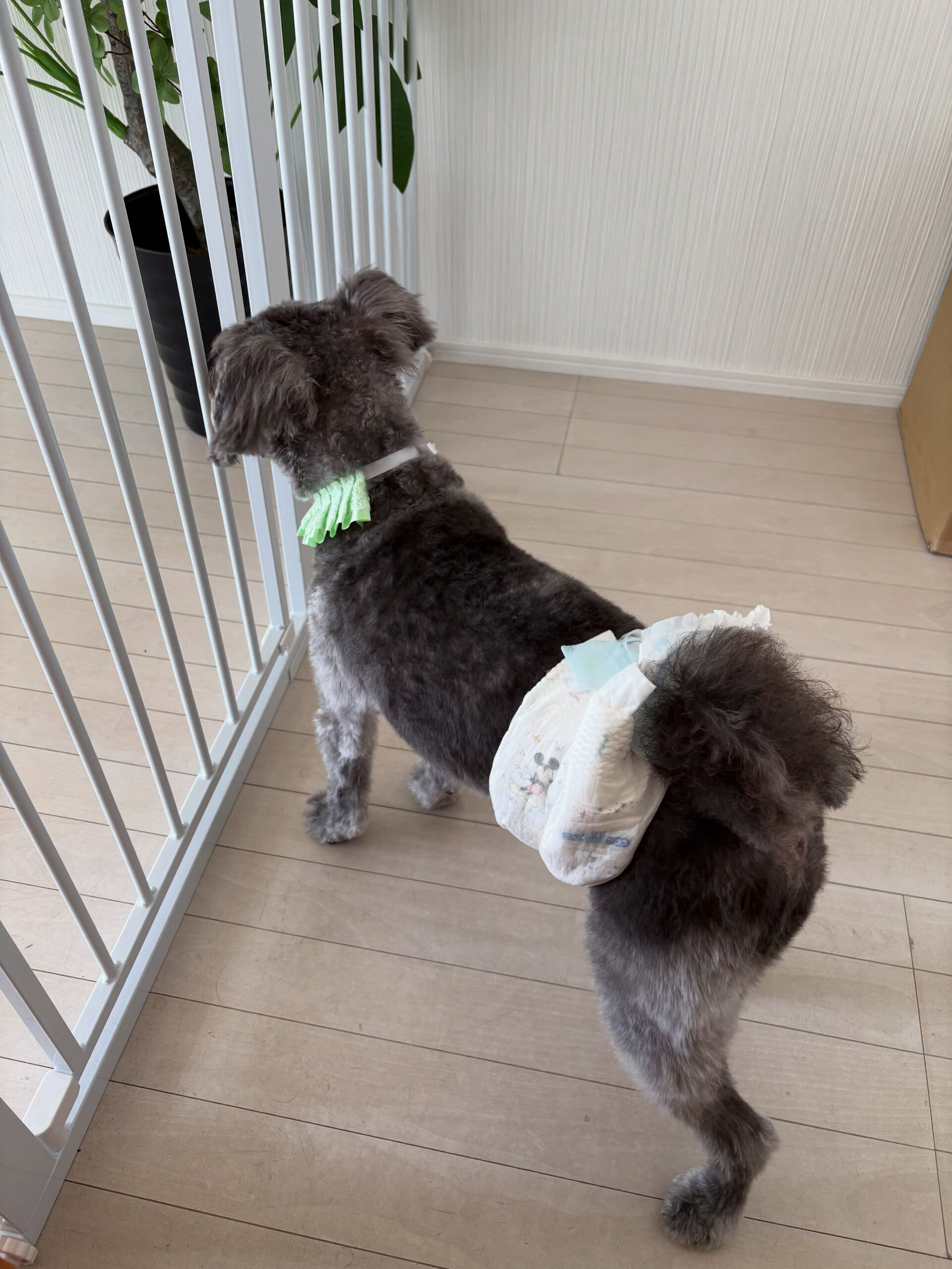 ミックスのぽんず君