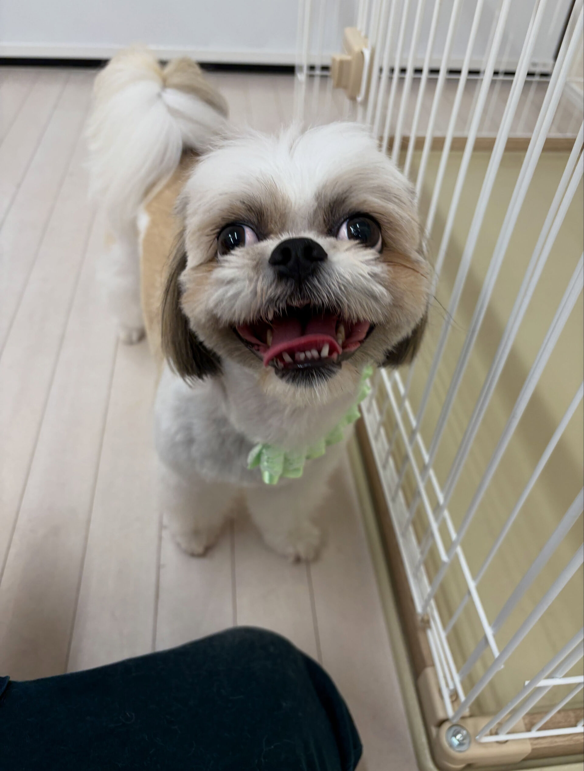ミックスのちゃーちゃん