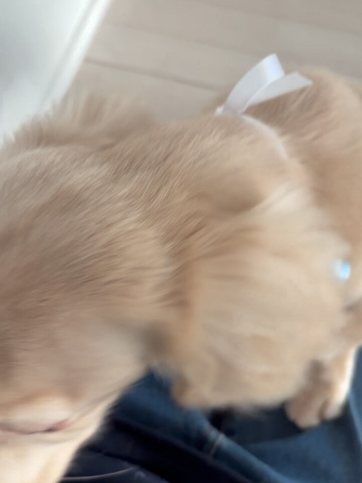 ダックスのうみ君