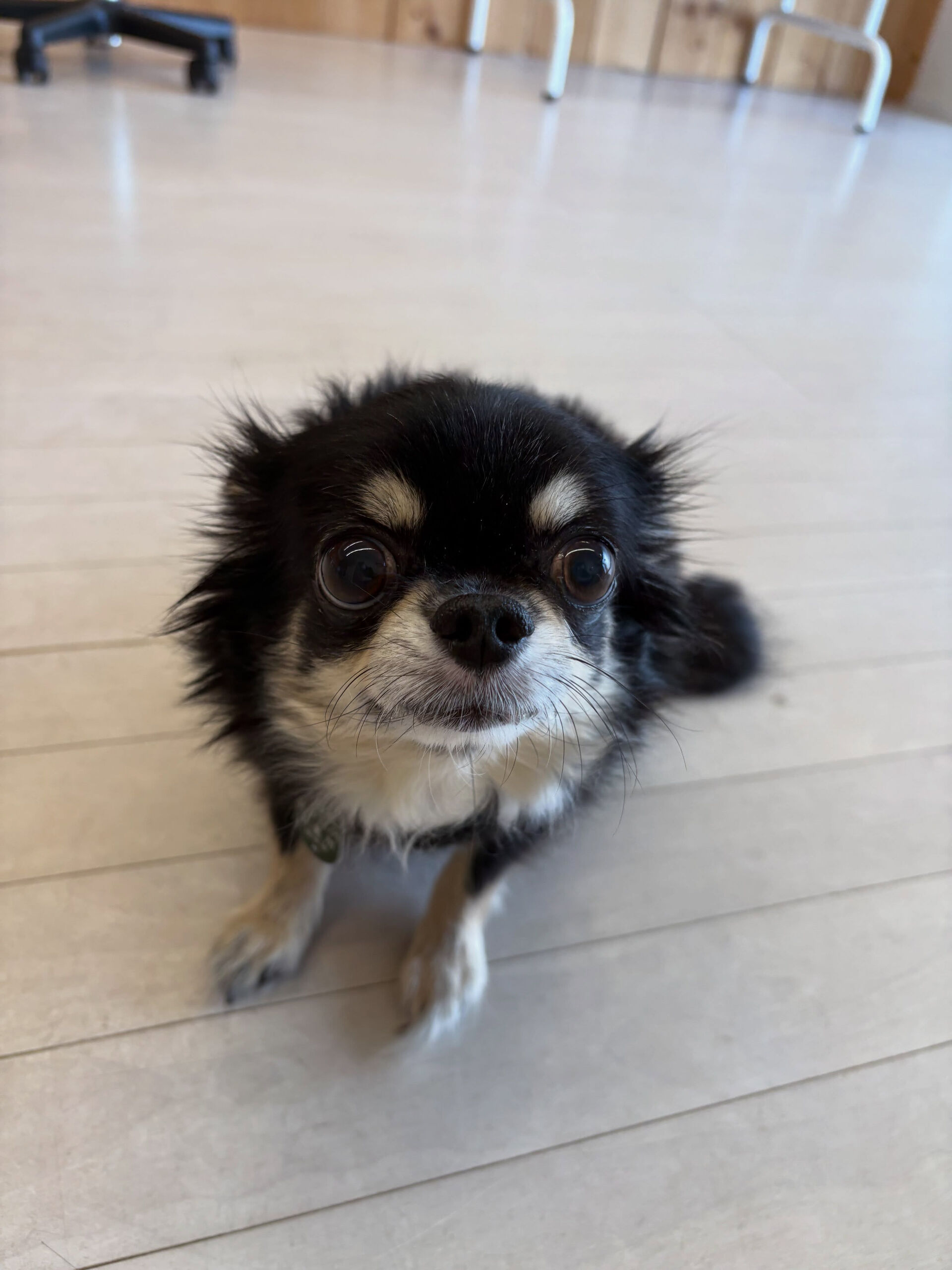チワワのまるちゃん
