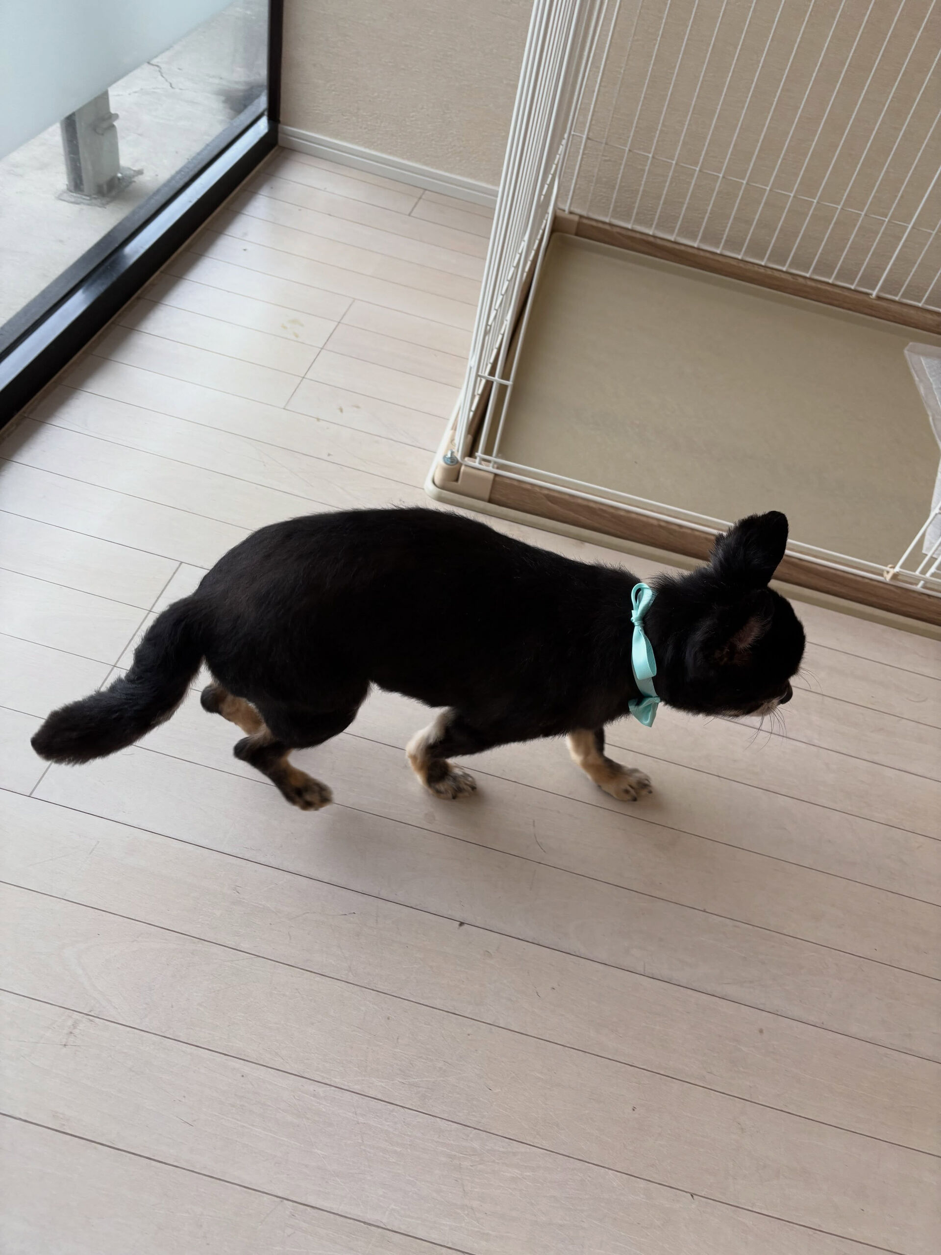 チワワの空くん