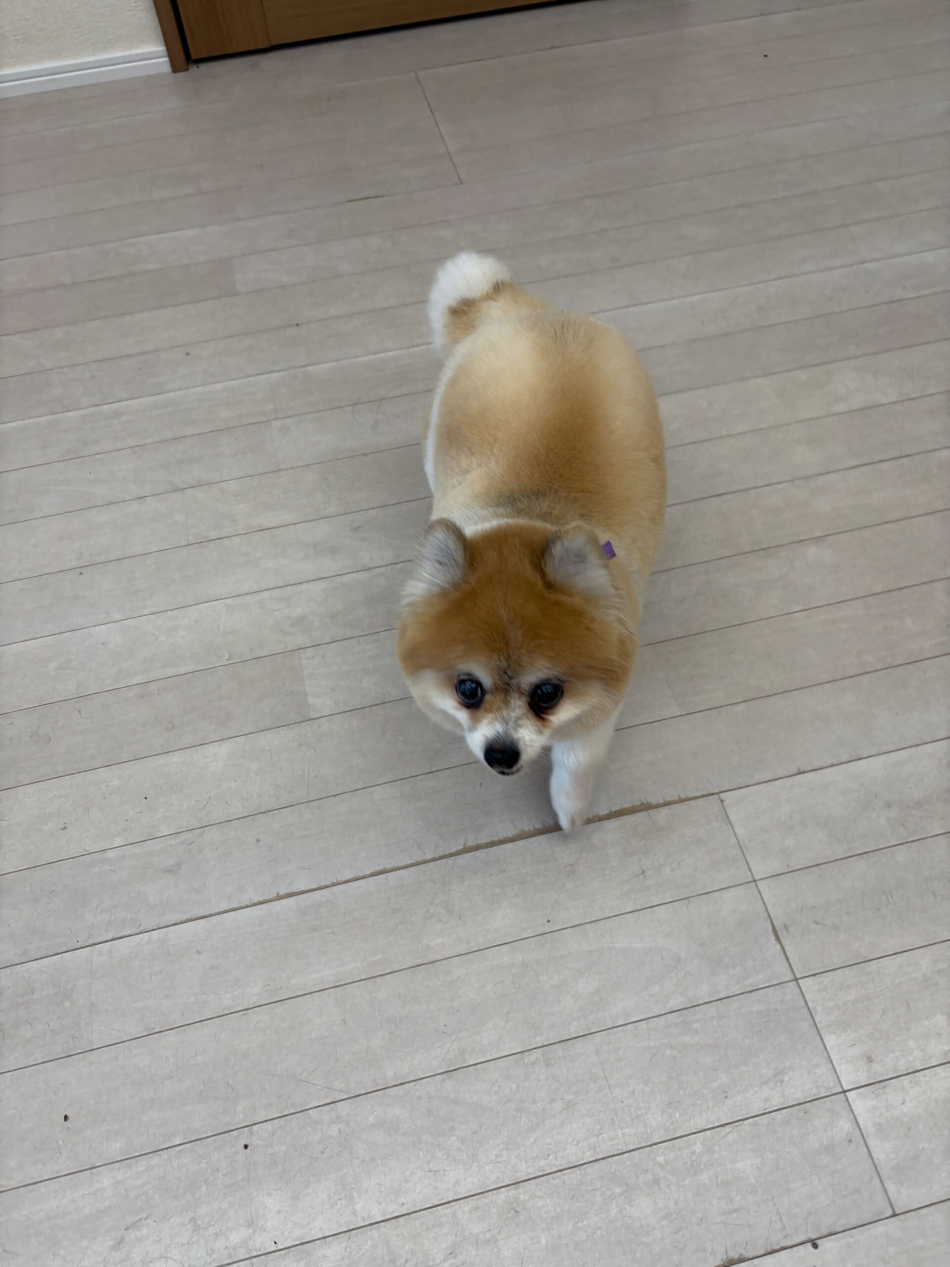 ポメラニアンのマロンちゃん