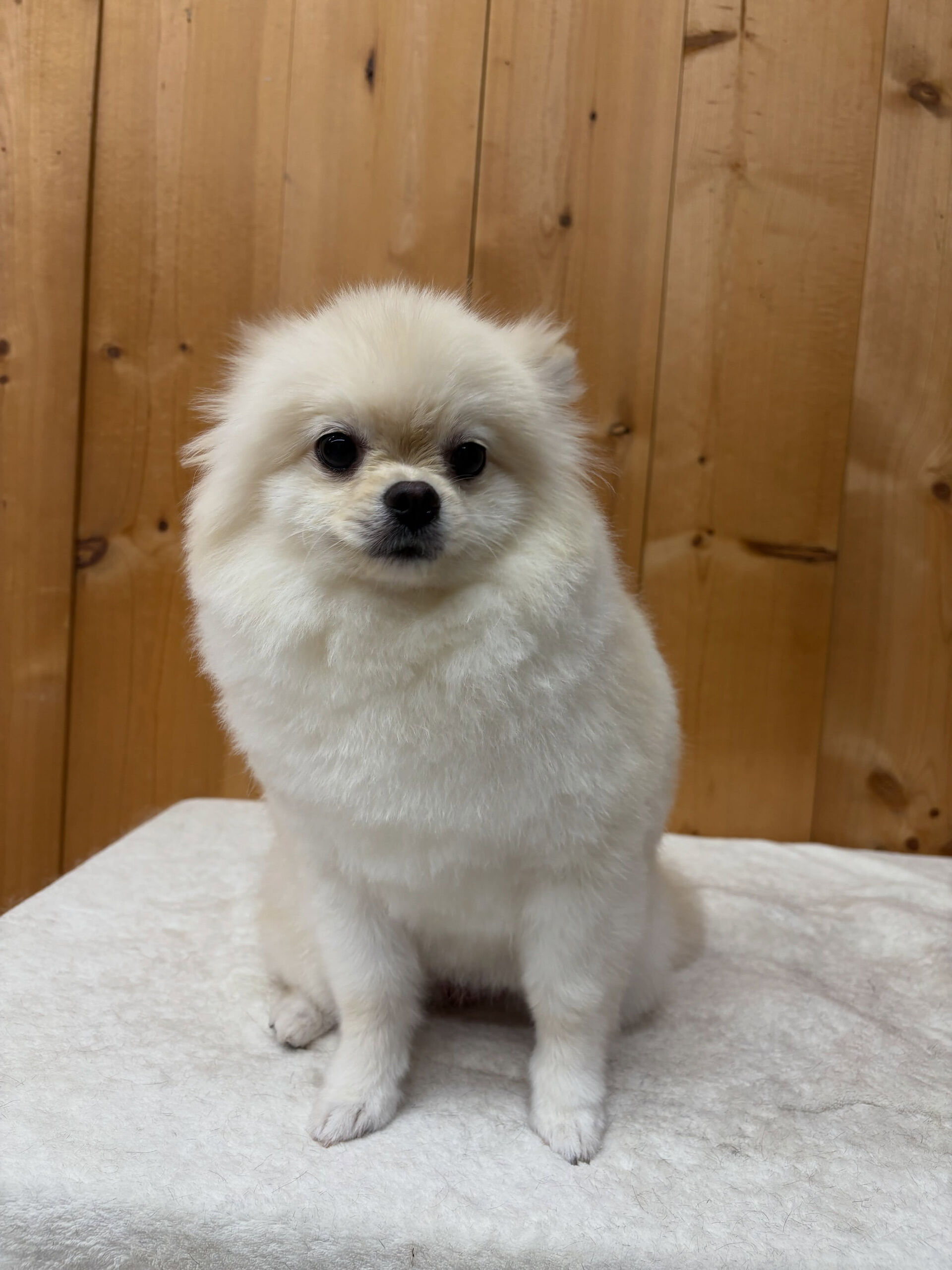 ポメラニアンのこはくちゃん