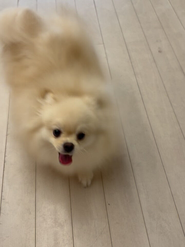 ポメラニアンのこはくちゃん