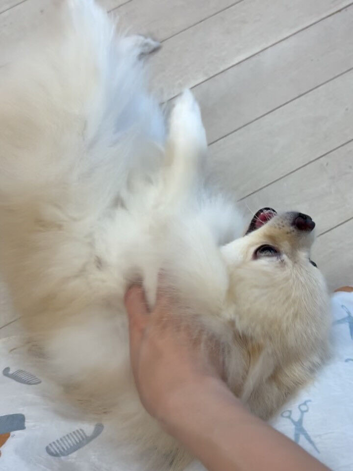 ポメラニアンのこはくちゃん