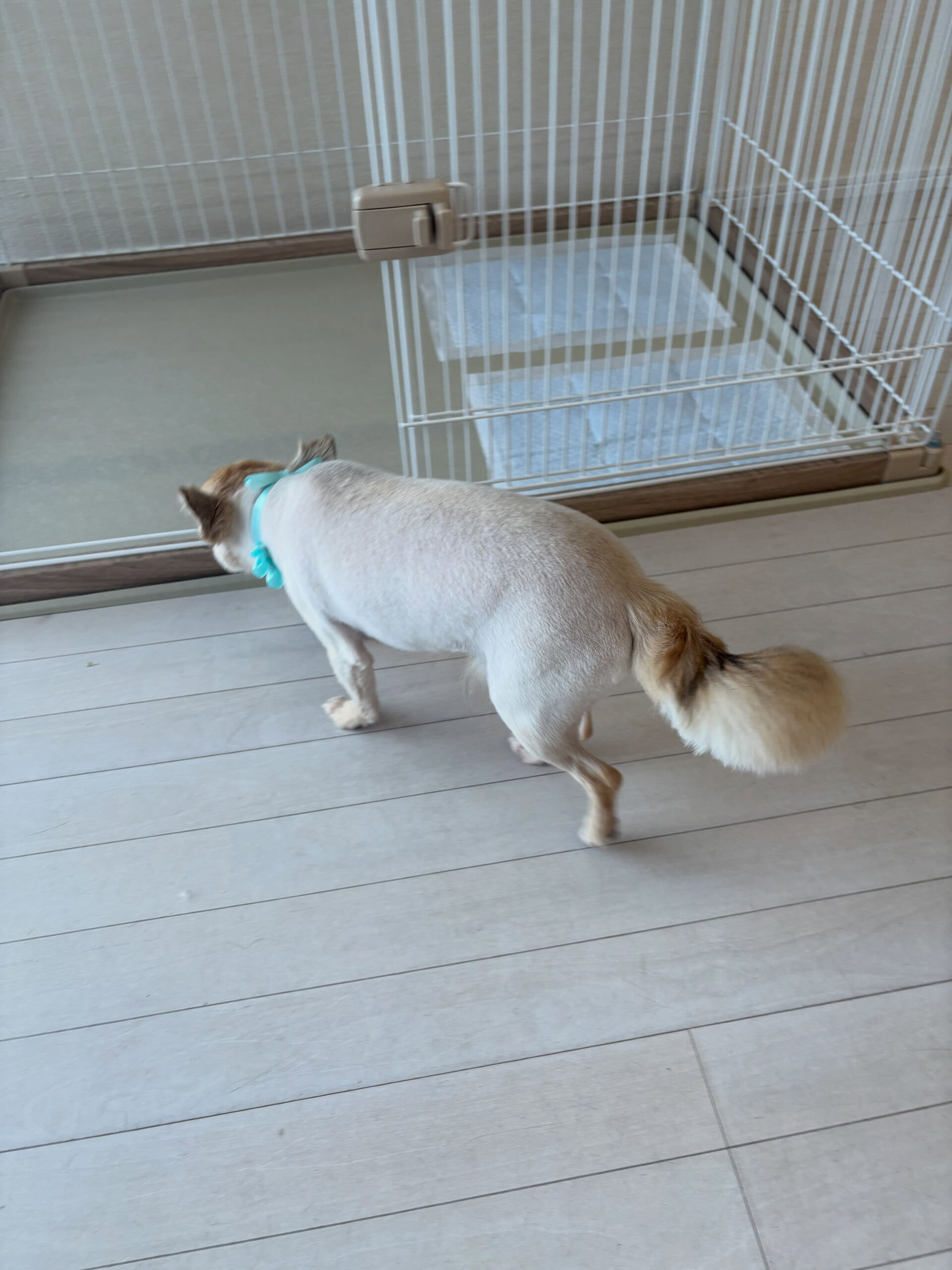 チワワのリキ君