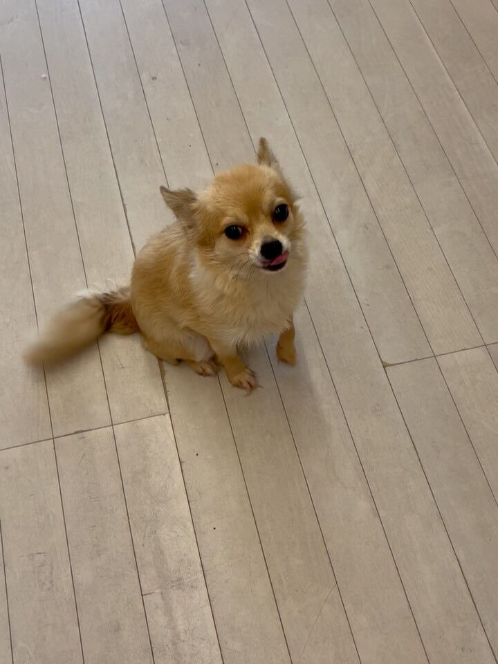 チワワのリキ君