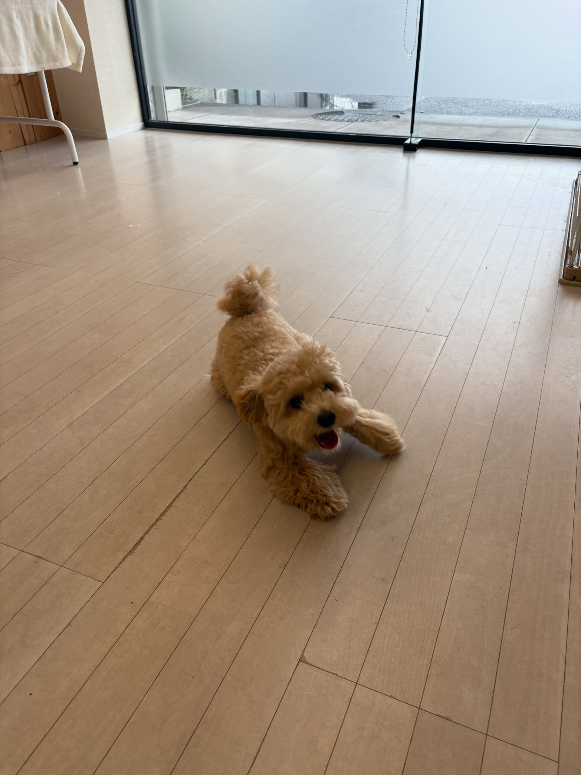 ミックスのラテ君