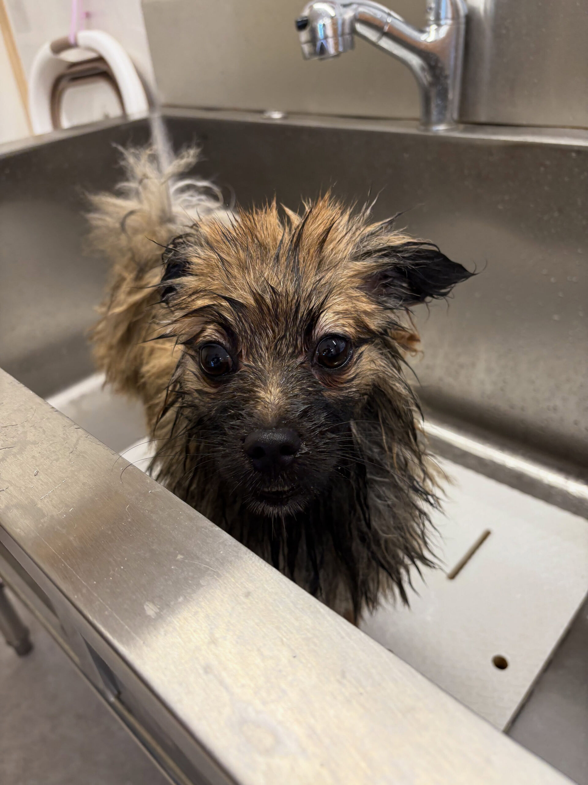 ポメラニアンのダン君