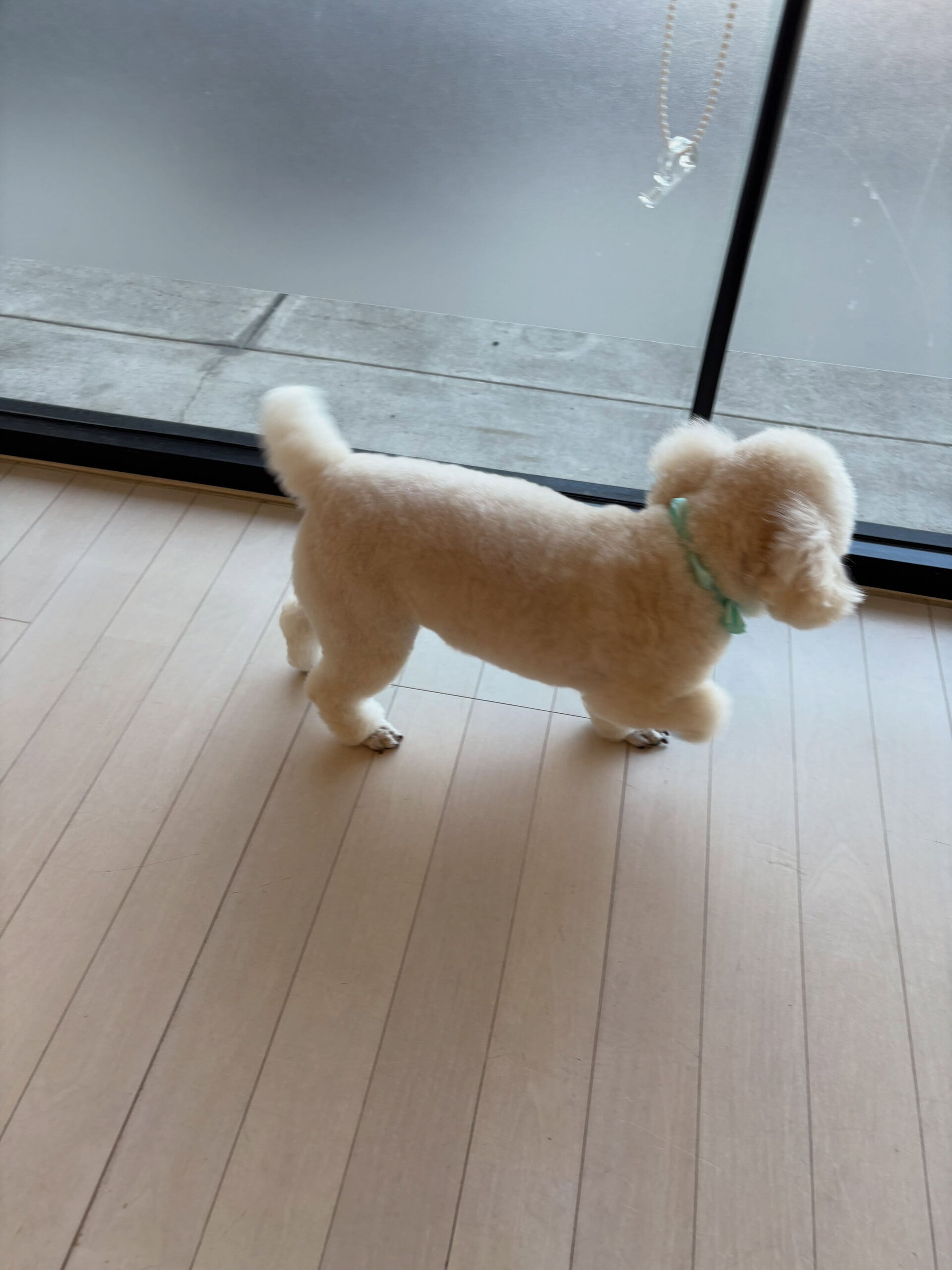 プードルのリペズ君
