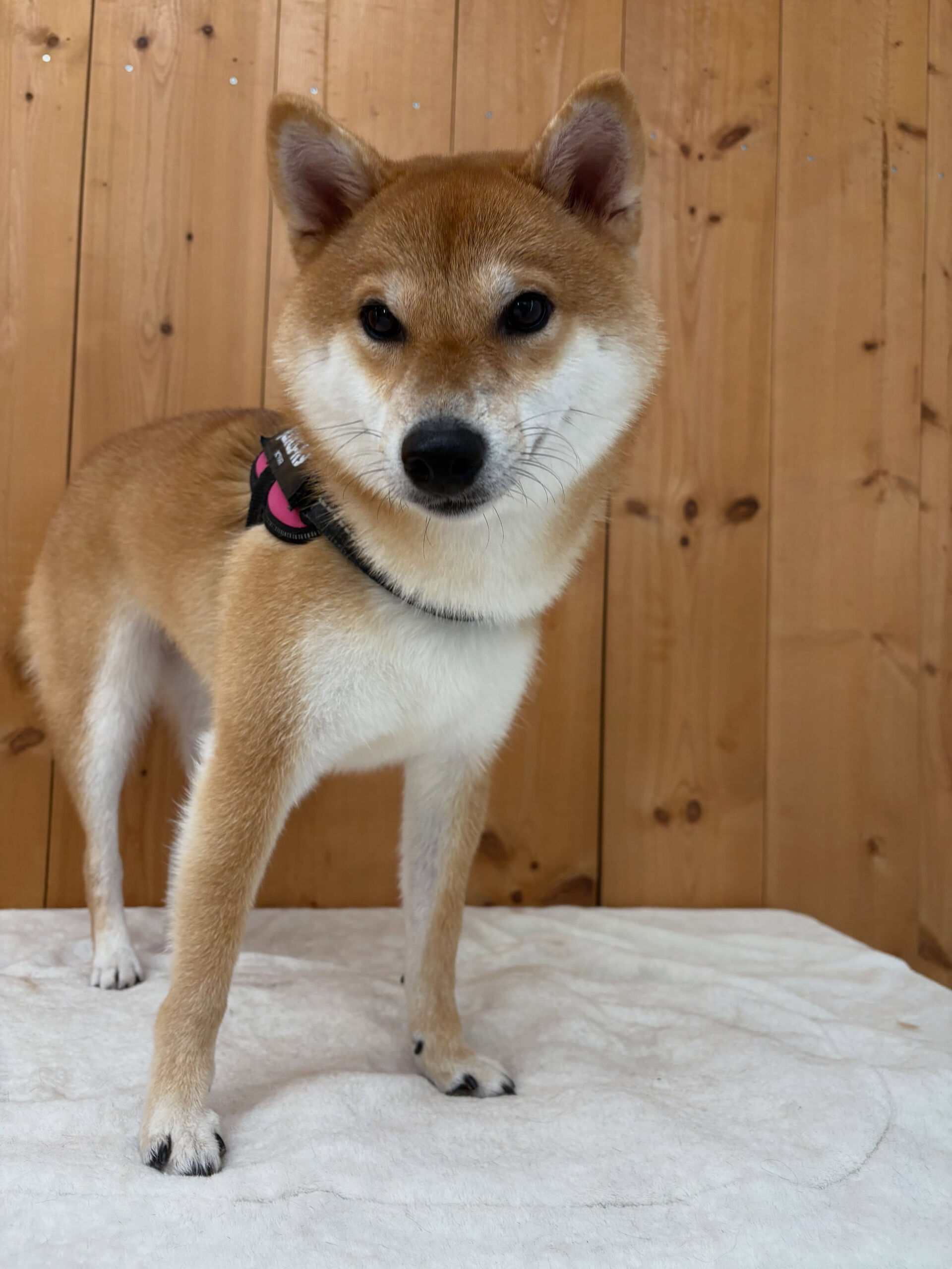柴のこむぎちゃん