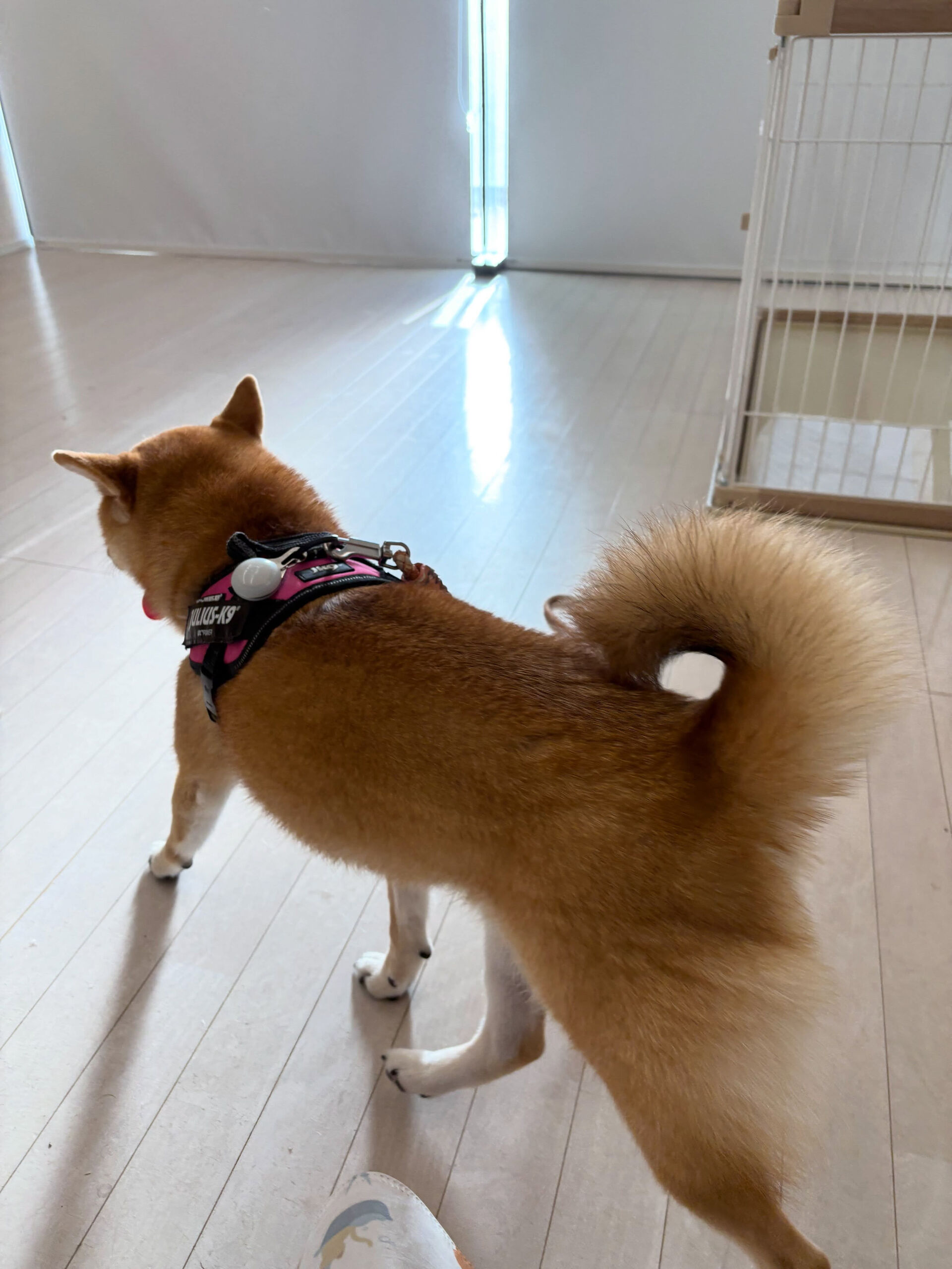 柴のこむぎちゃん