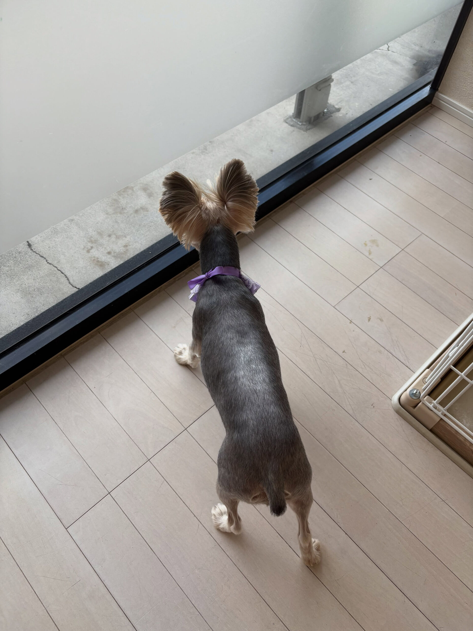 ヨークシャテリアのミューズちゃん