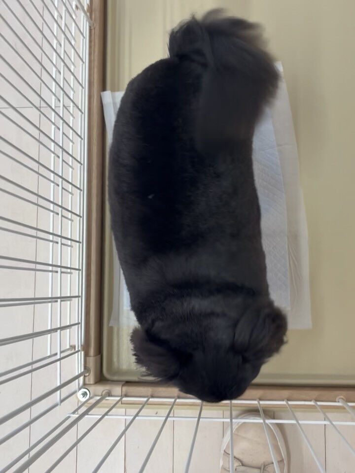 チワワのなつ君