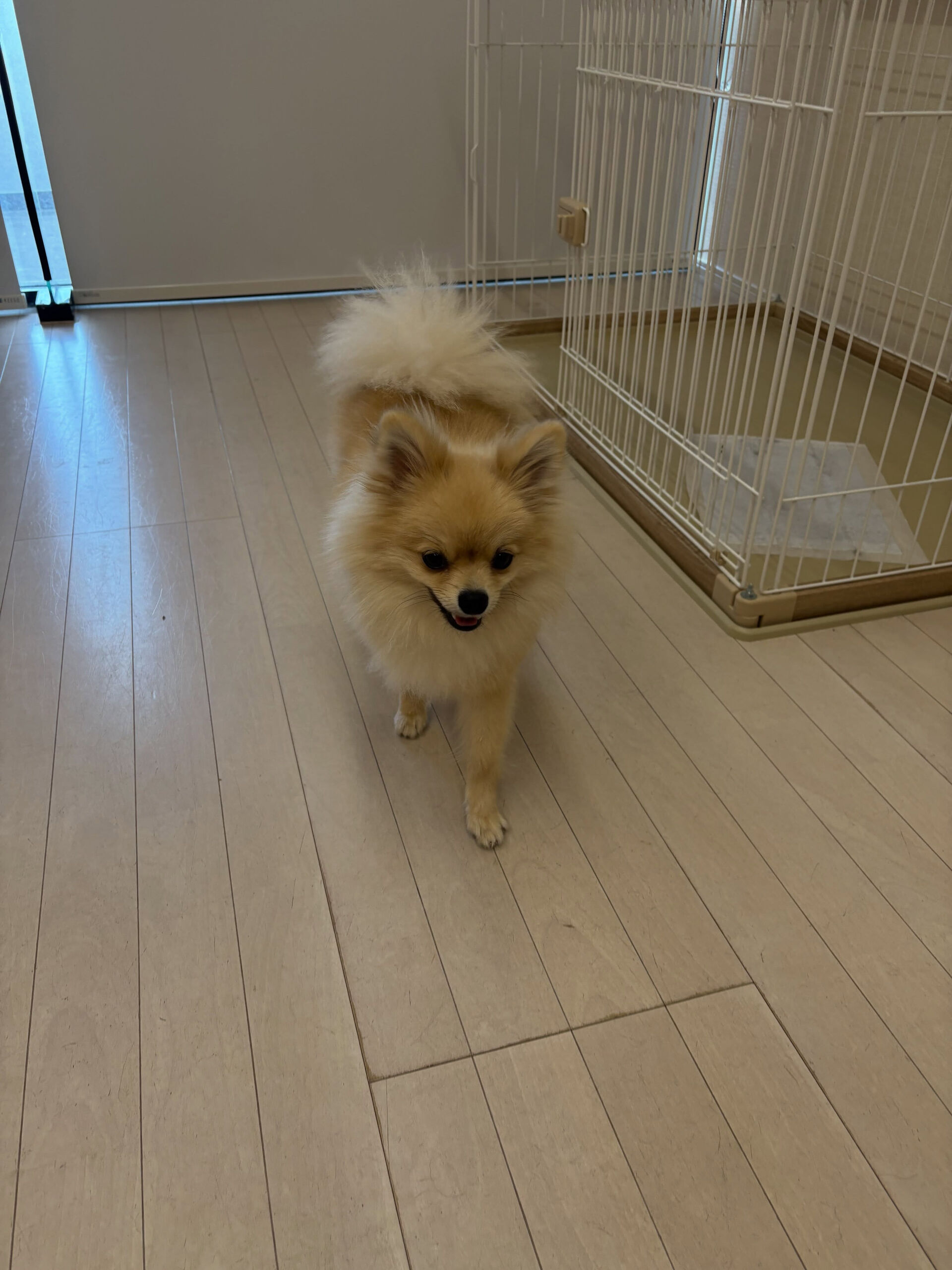ポメラニアンのコロ助くん