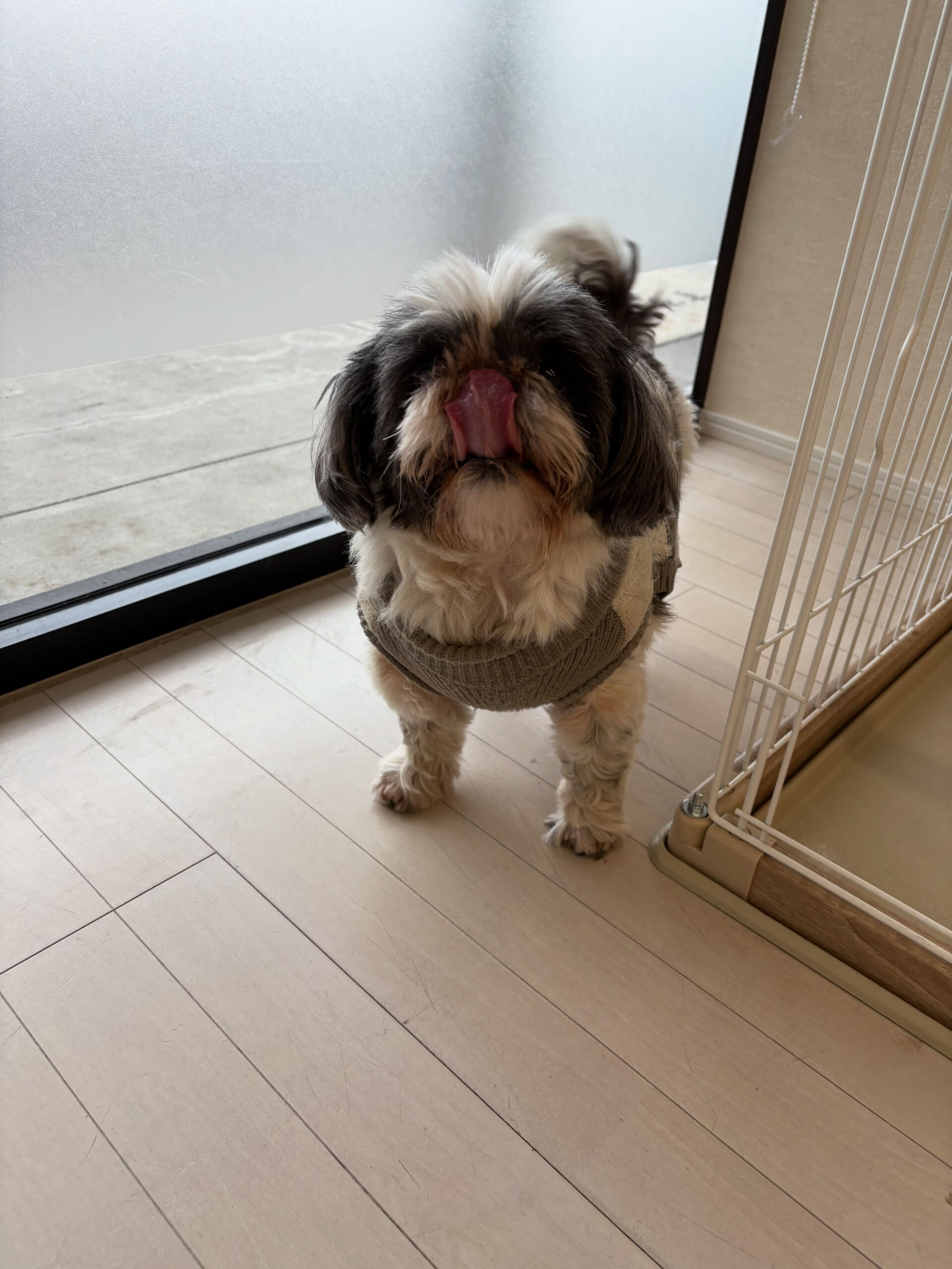 シーズーの小春ちゃん