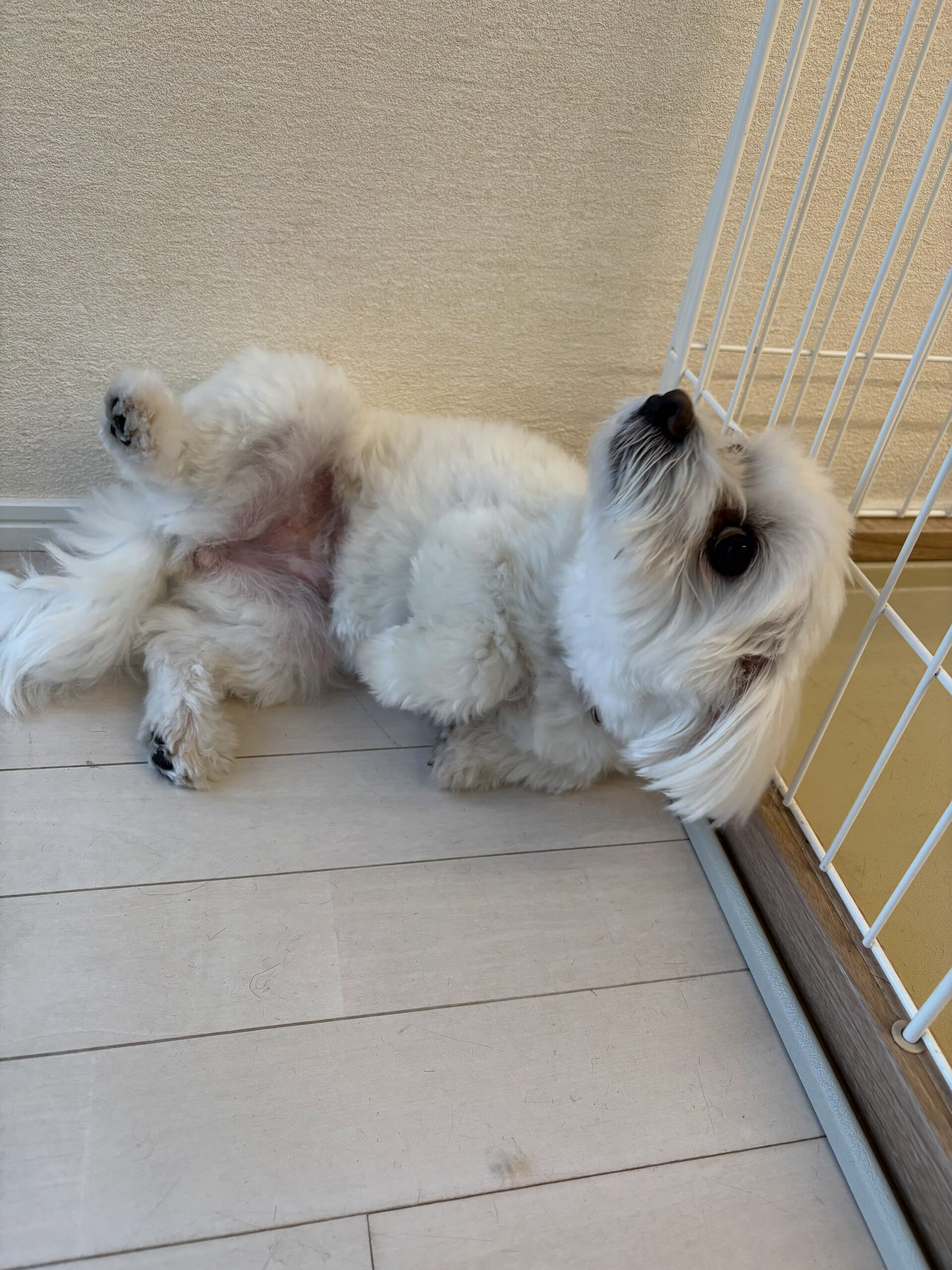 マルチーズのランちゃん