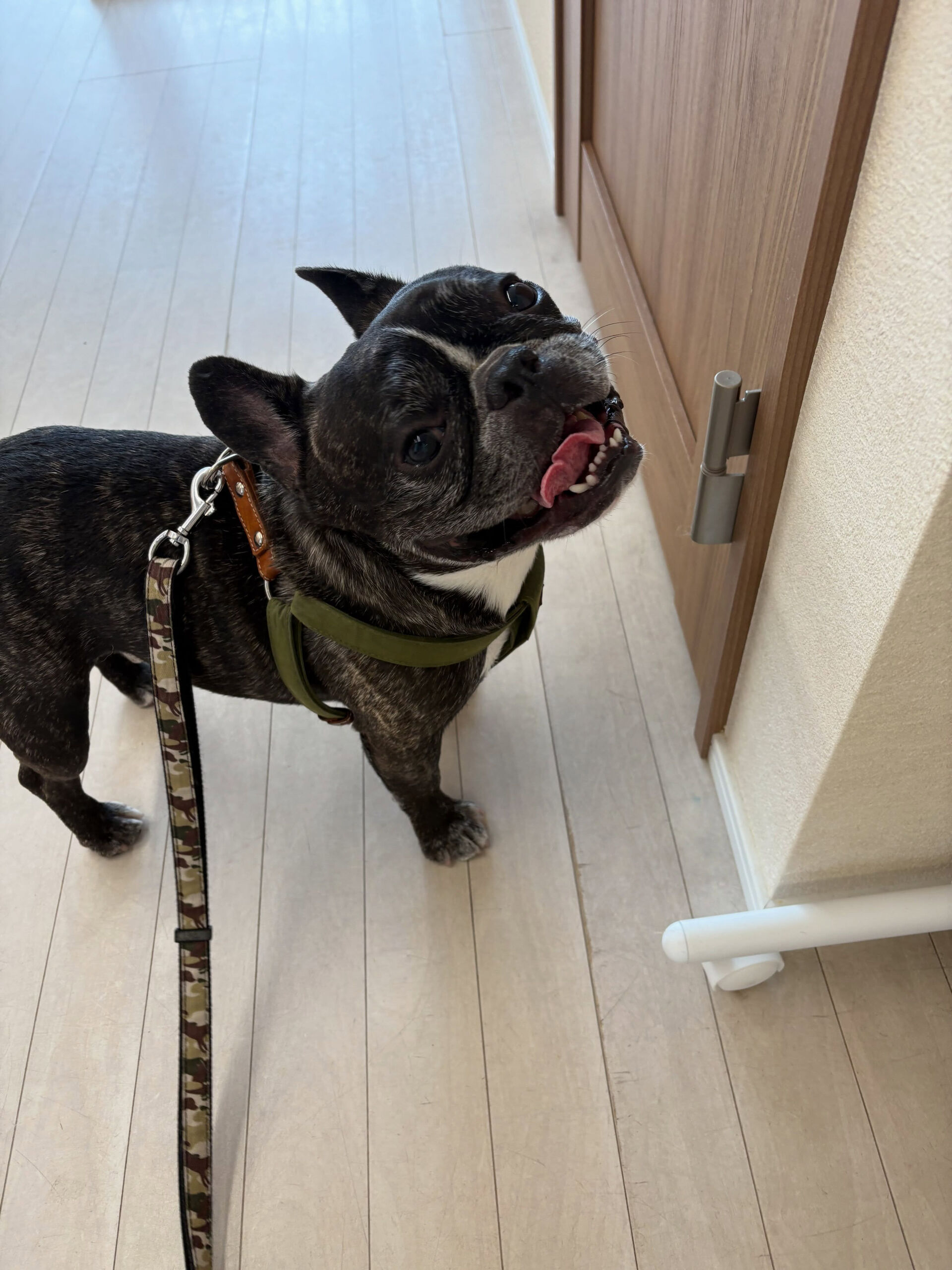 フレンチブルドッグのがじゅまる君