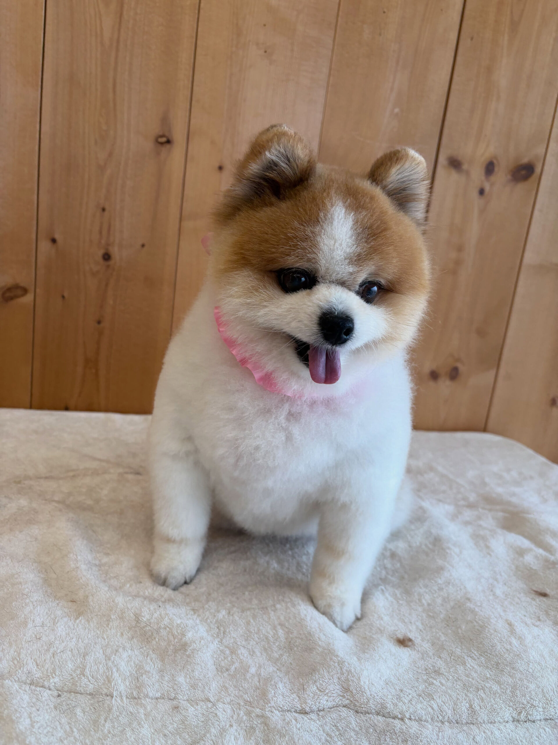 ポメラニアンのはなまるちゃん