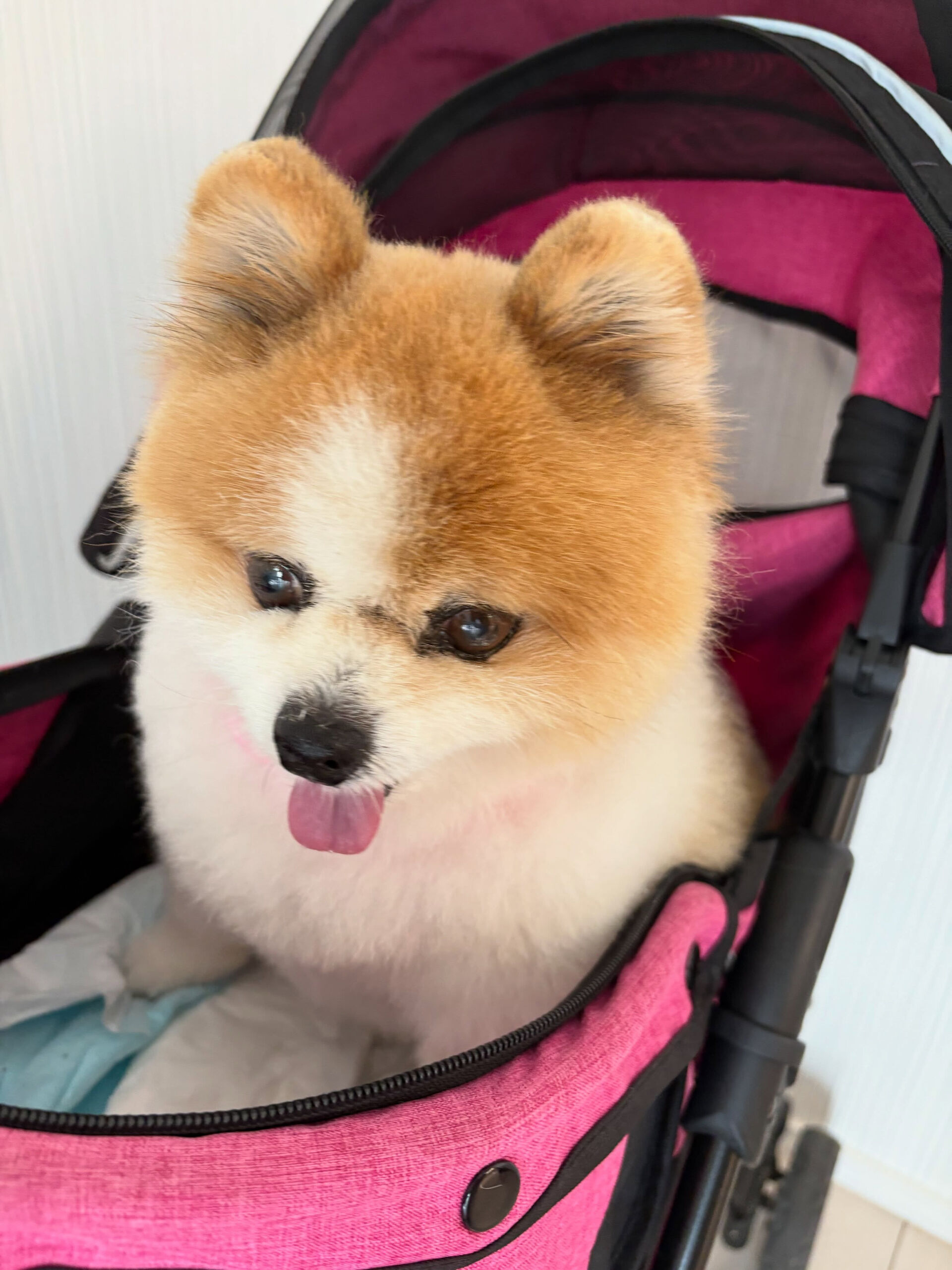 ポメラニアンのはなまるちゃん
