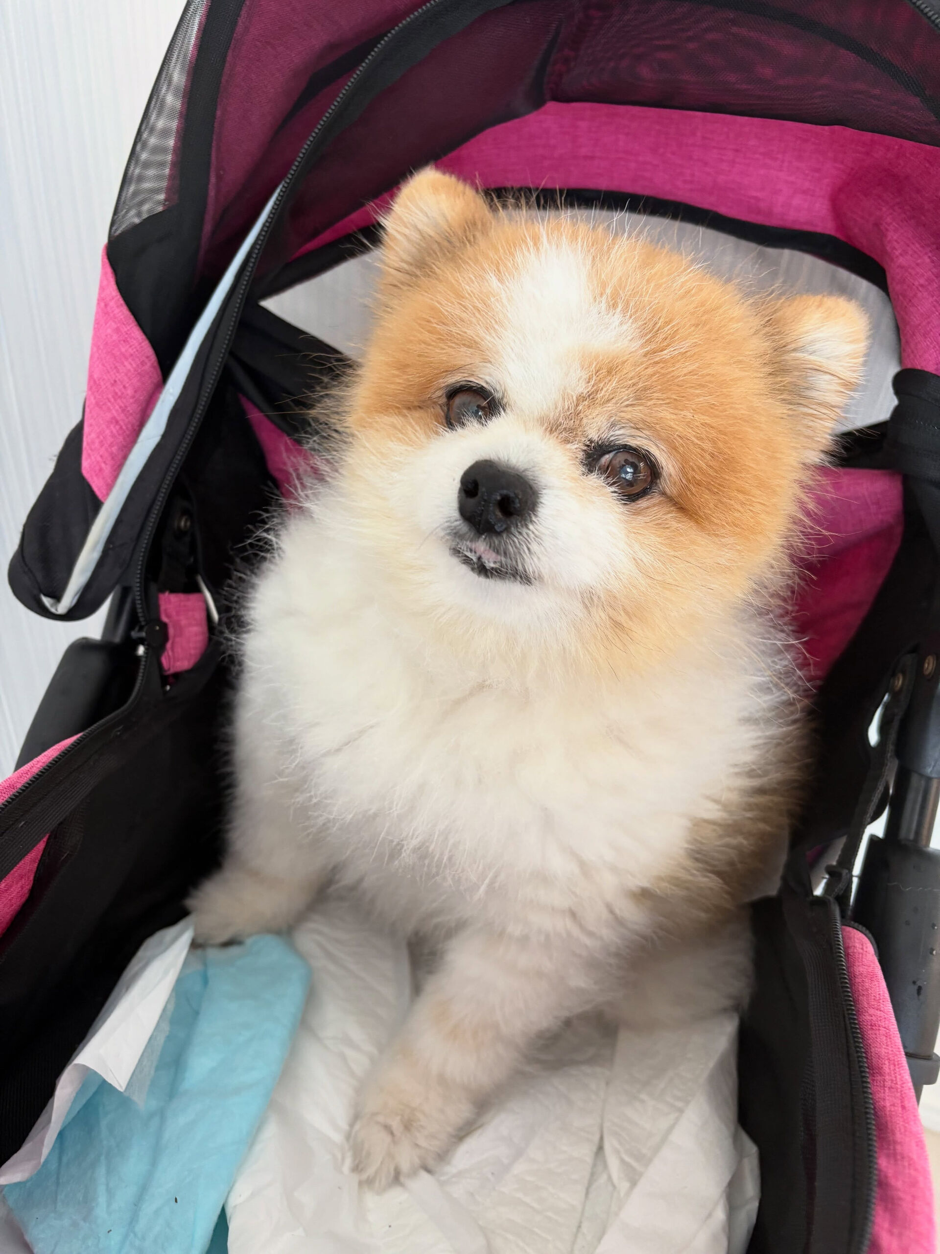 ポメラニアンのはなまるちゃん