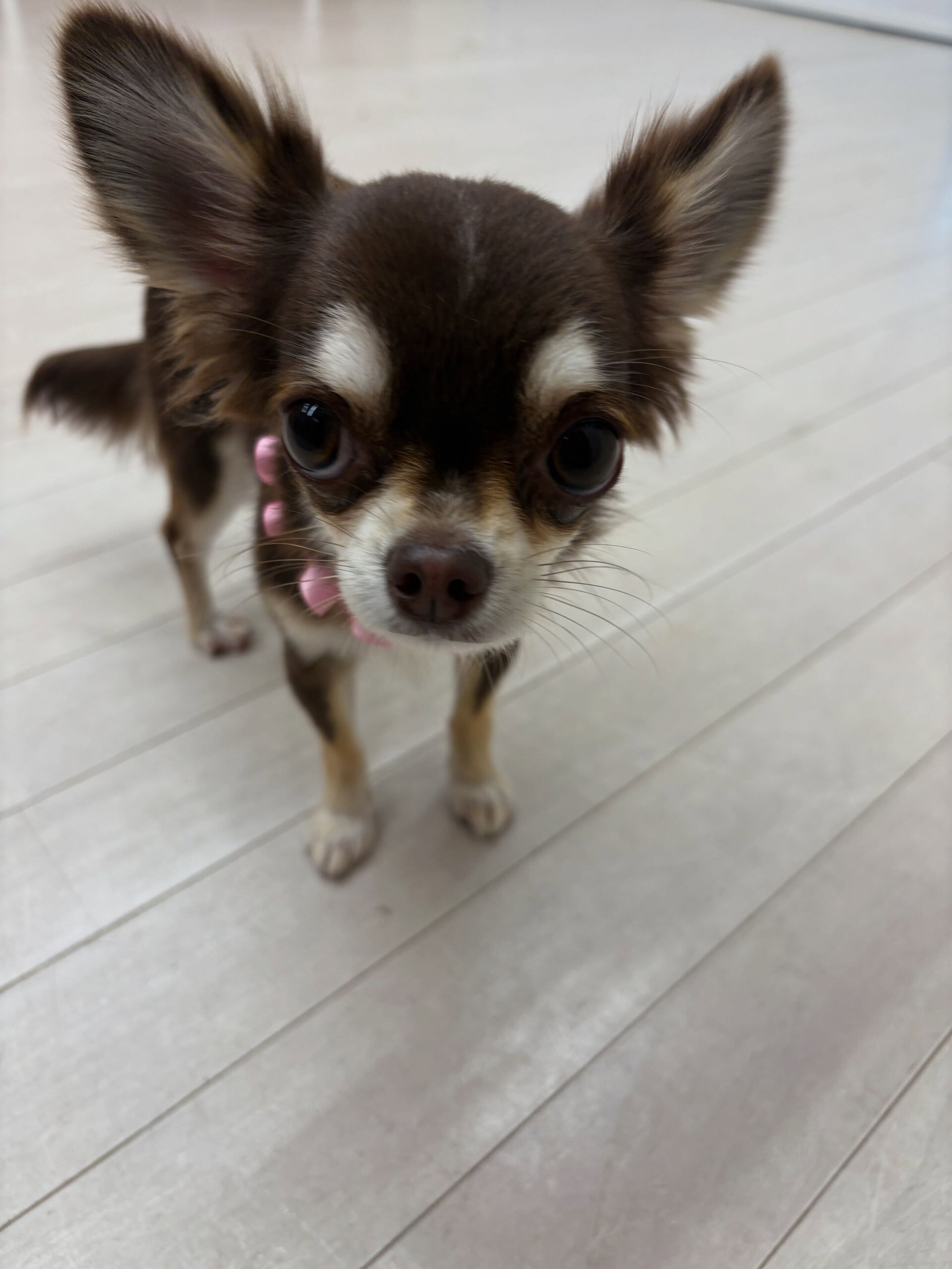 チワワのユノちゃん
