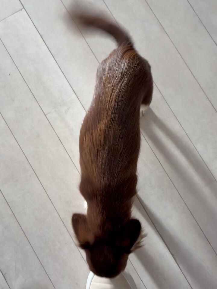 チワワのユノちゃん