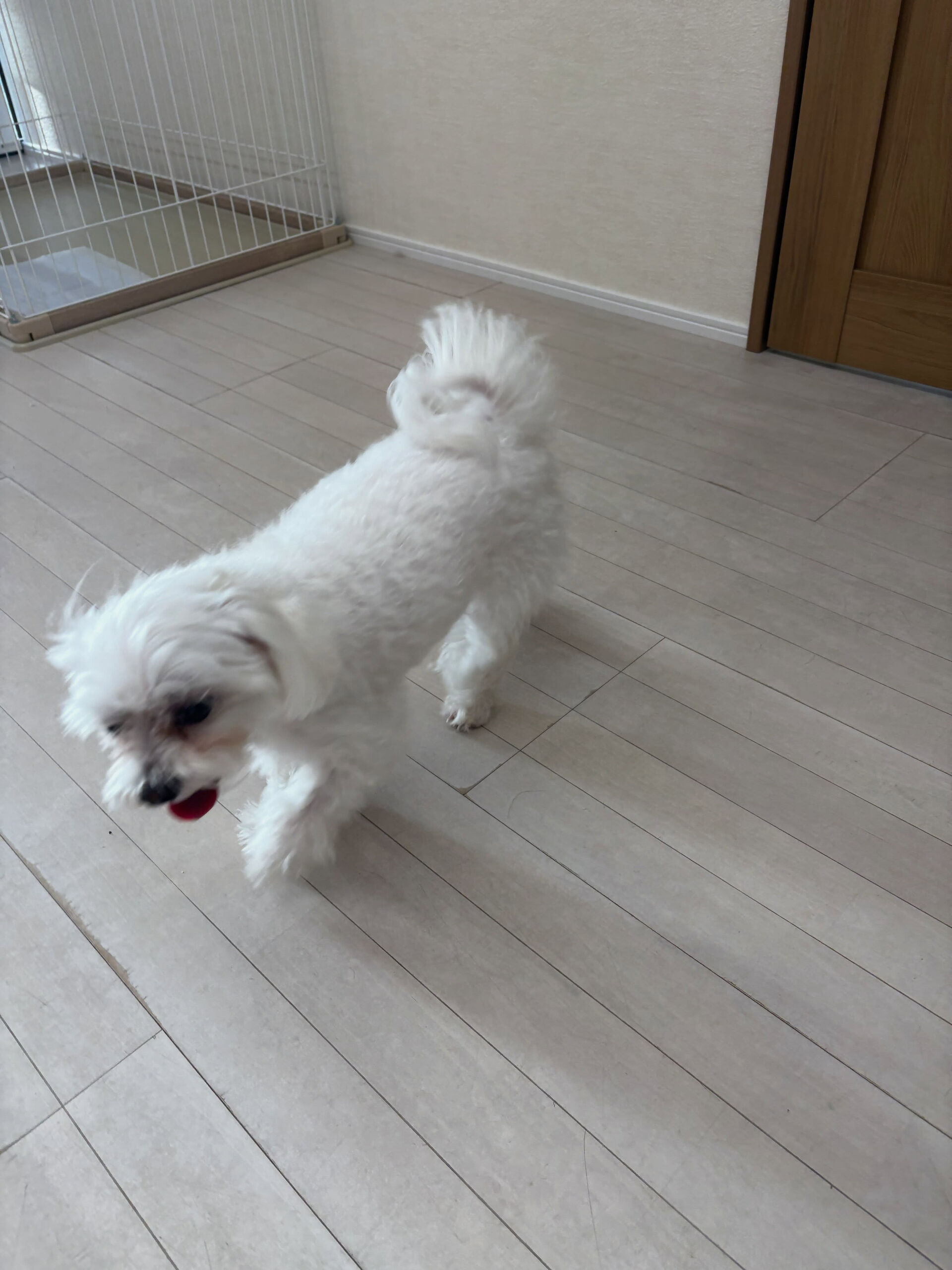 マルチーズのまる君