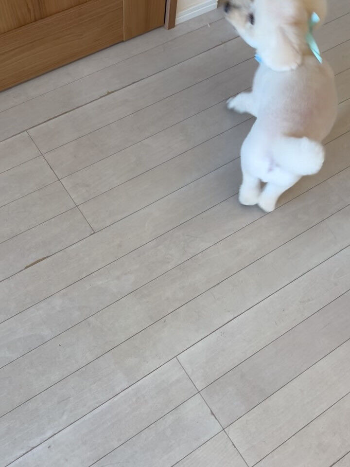 プードルのリペズ君