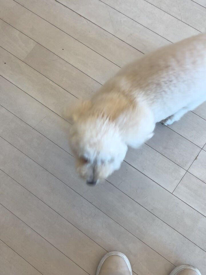 プードルのリペズ君