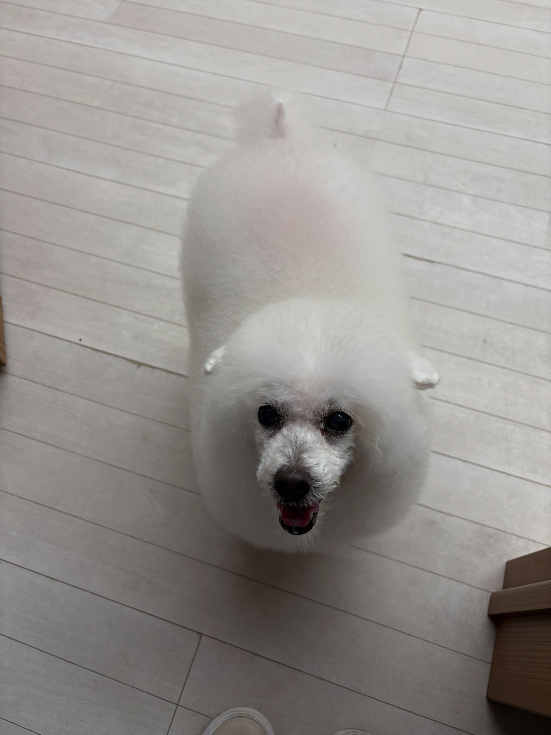 プードルのヴィーナスちゃん