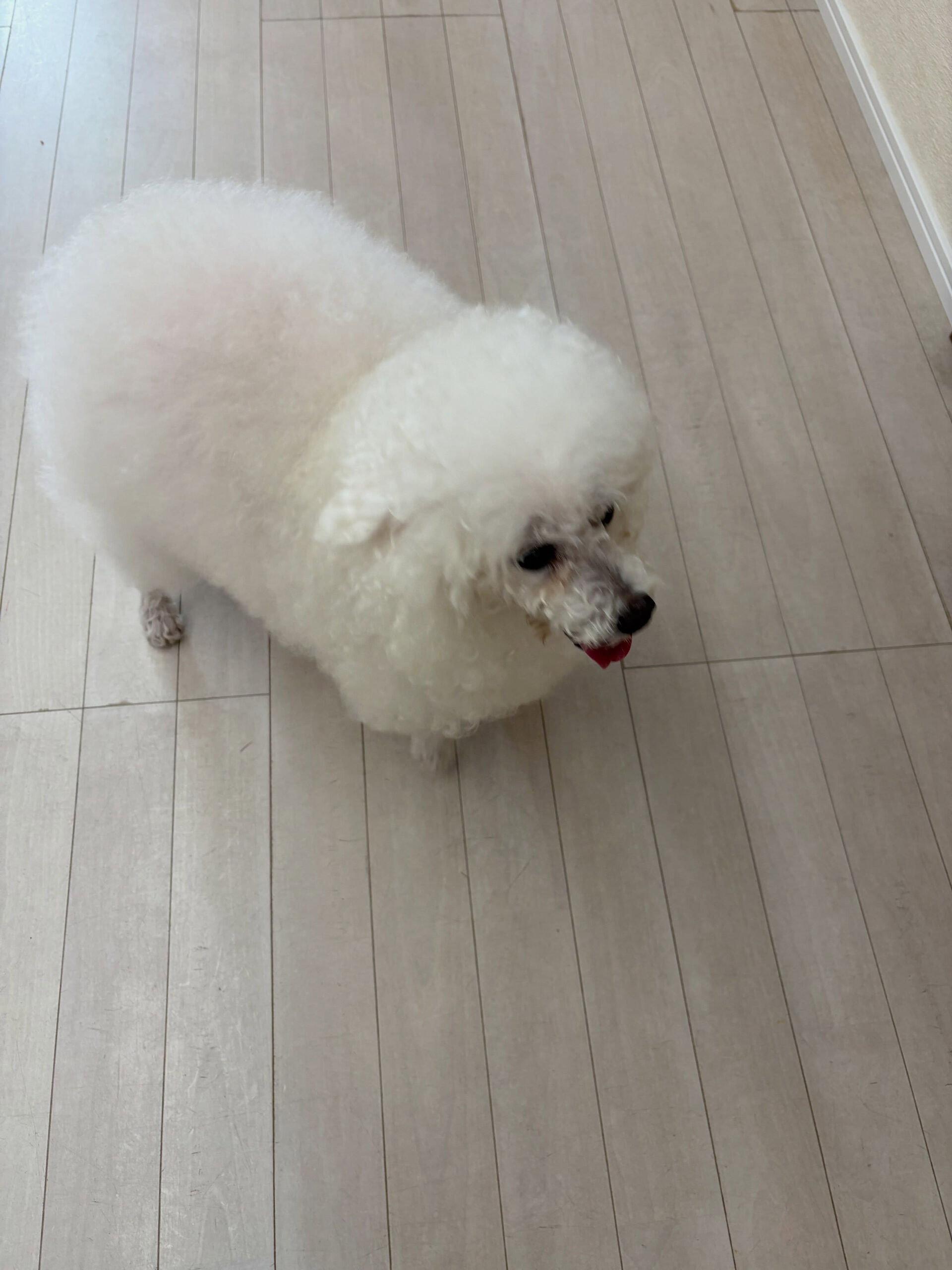 プードルのヴィーナスちゃん