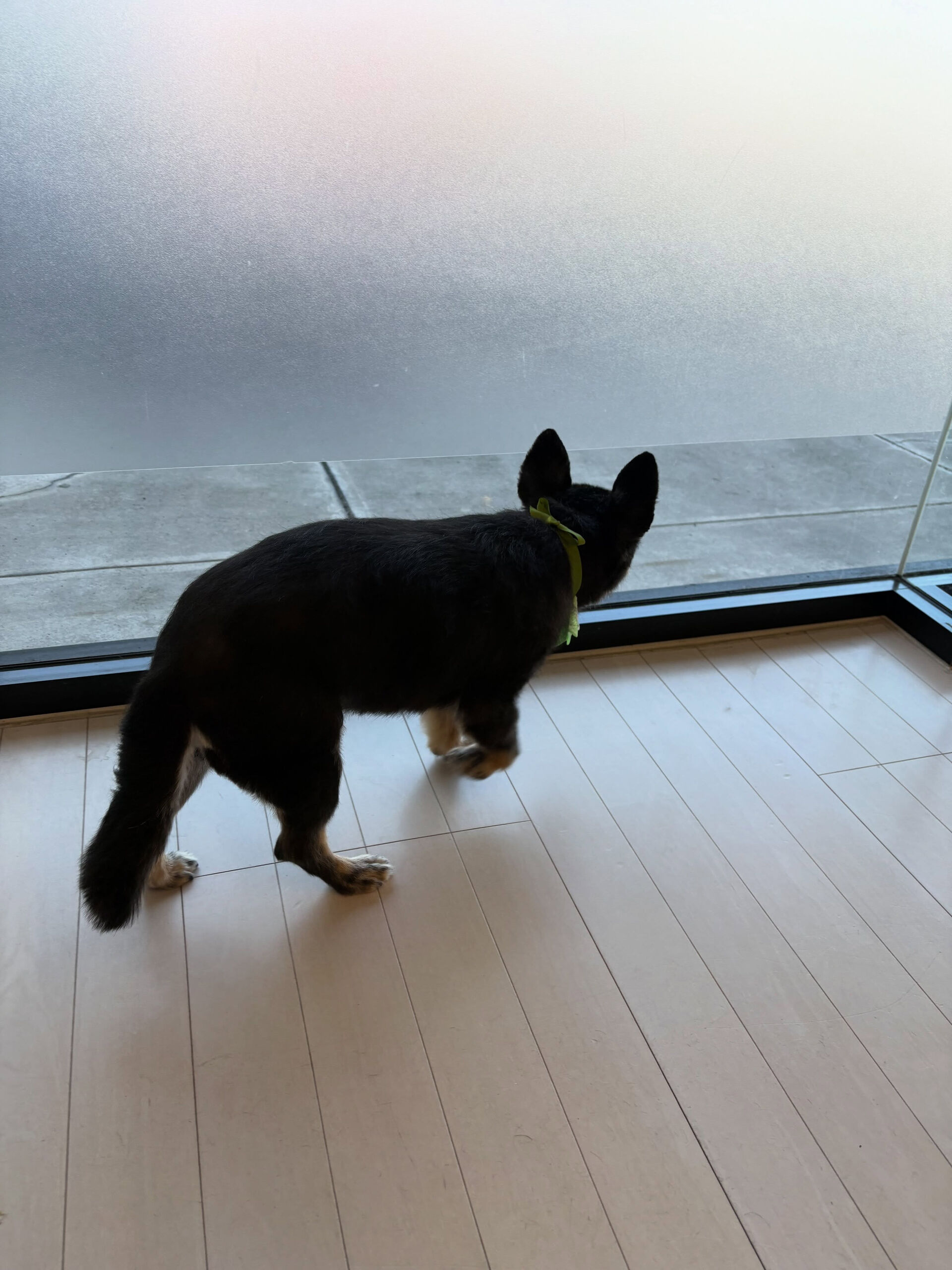 チワワの空くん