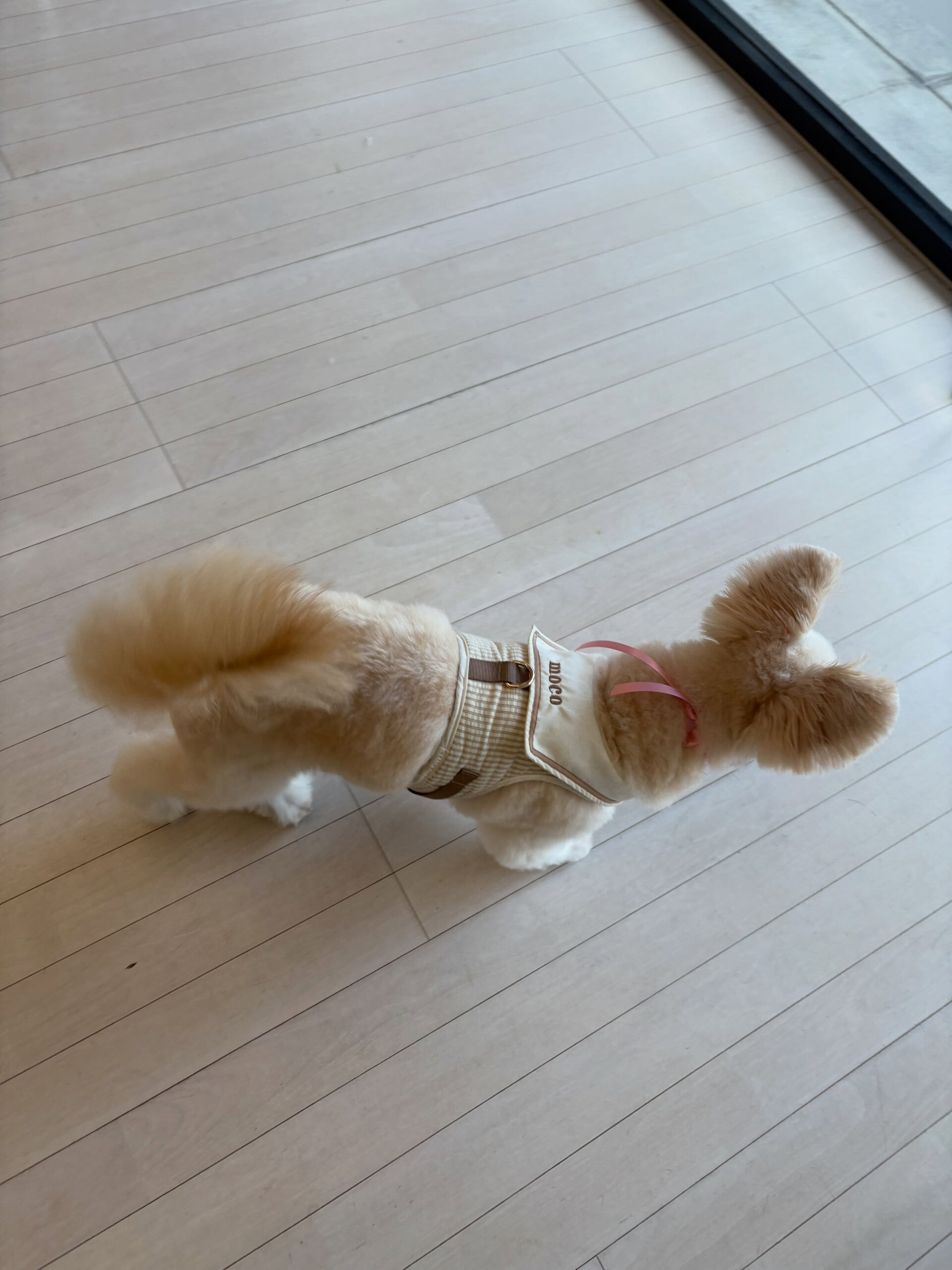 ミックスのもこちゃん