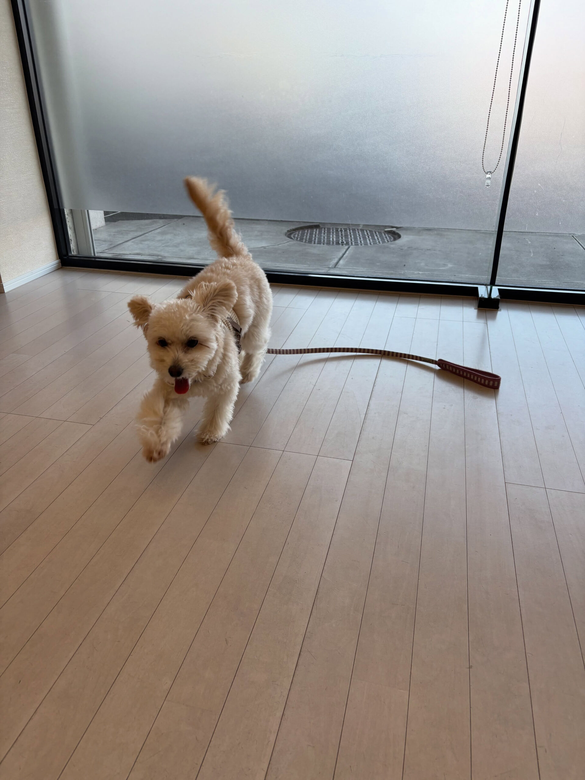 ミックスのもこちゃん