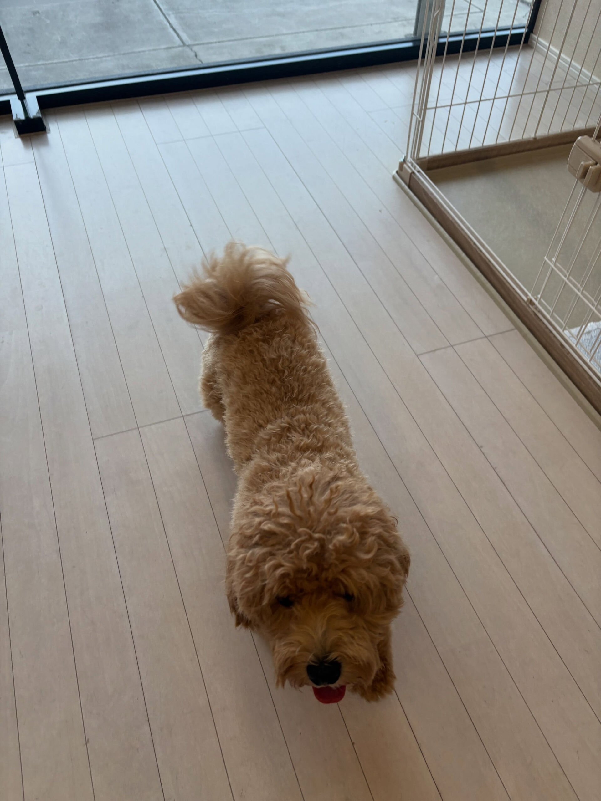 プードルのココアちゃん