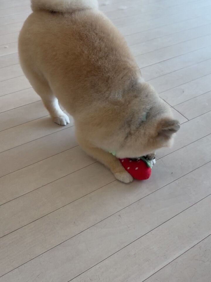 ポメラニアンのまめ吉くん