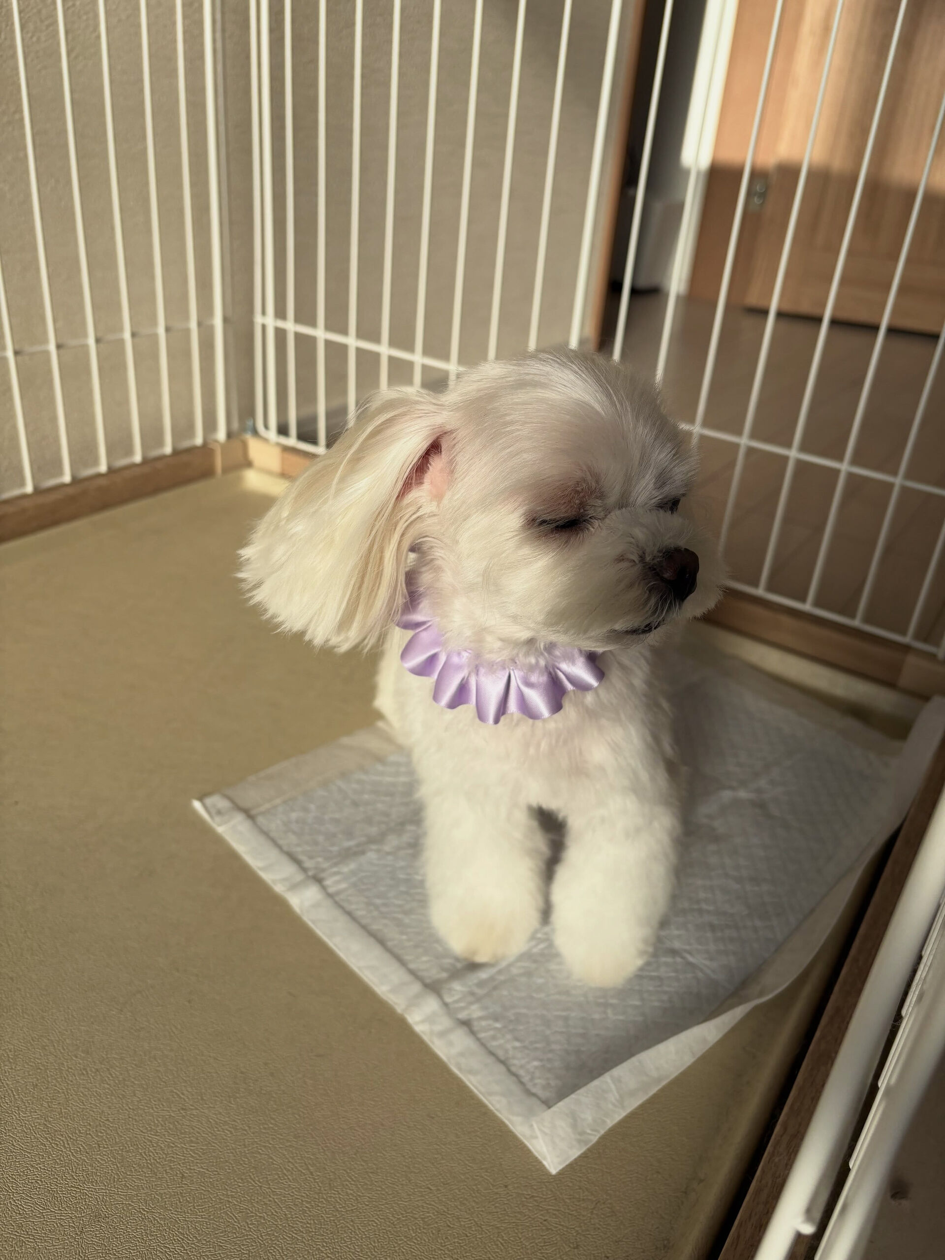 マルチーズのこゆきちゃん