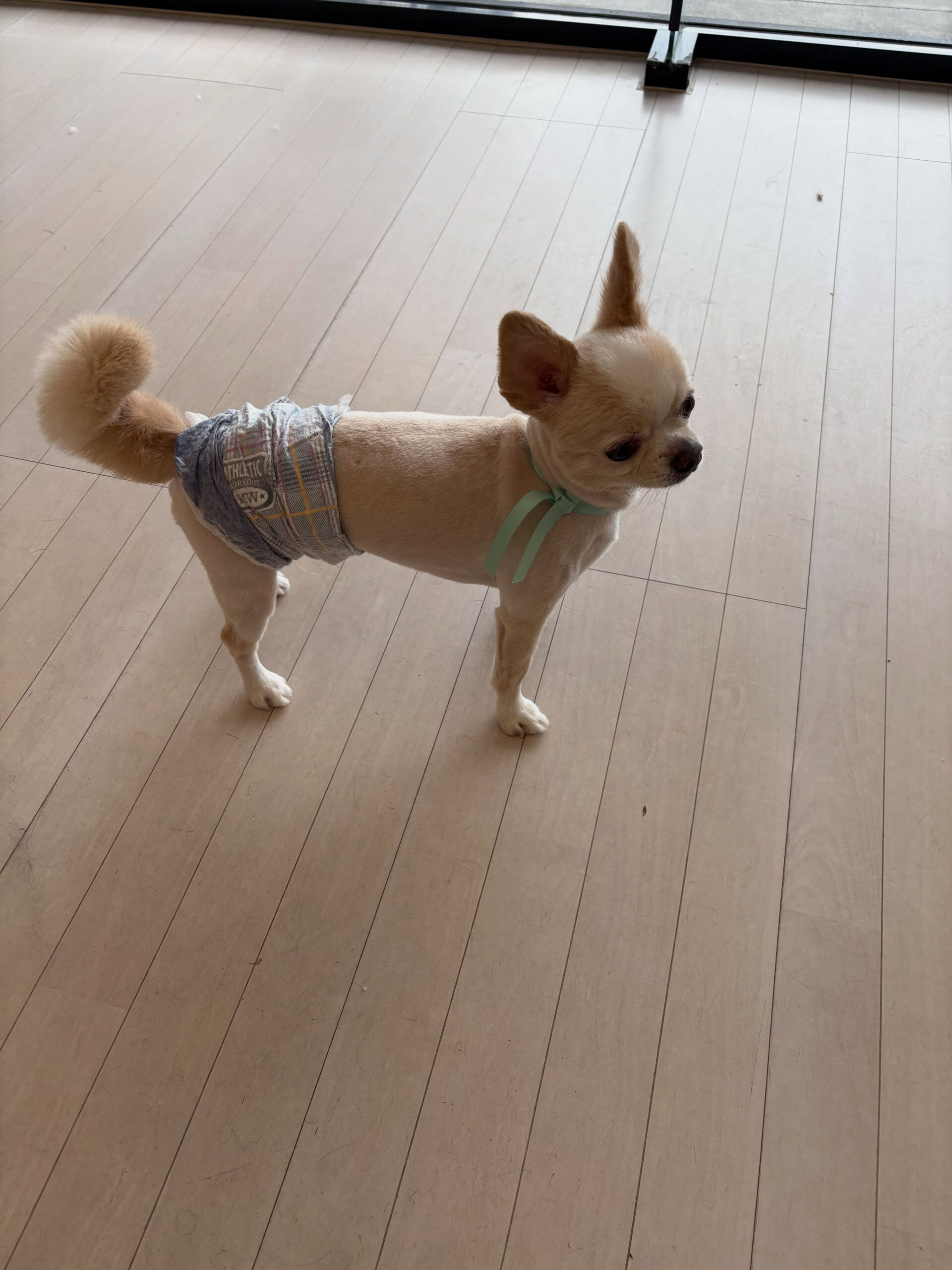 チワワのショコラ君