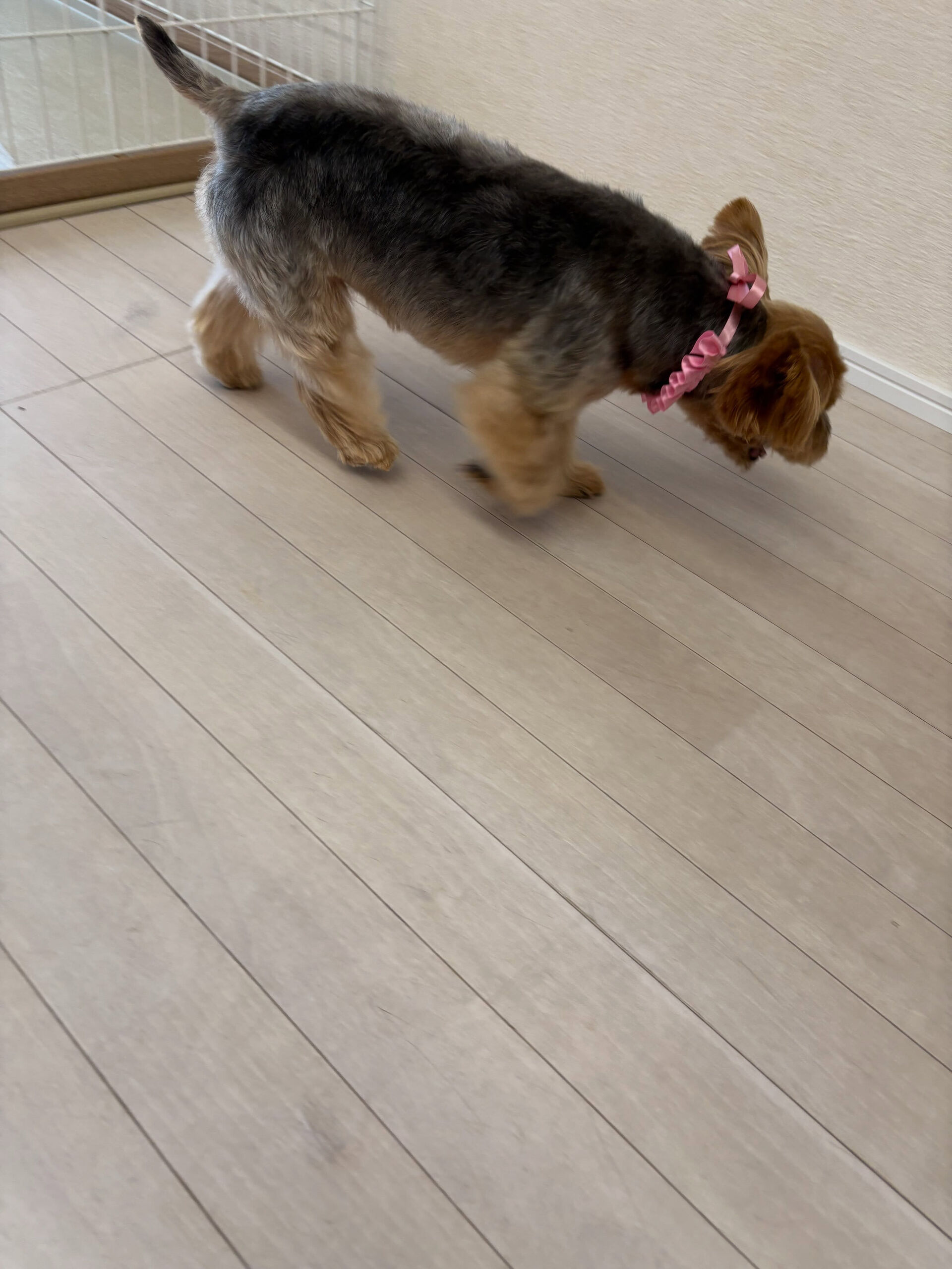 ヨークシャテリアのレイアちゃん