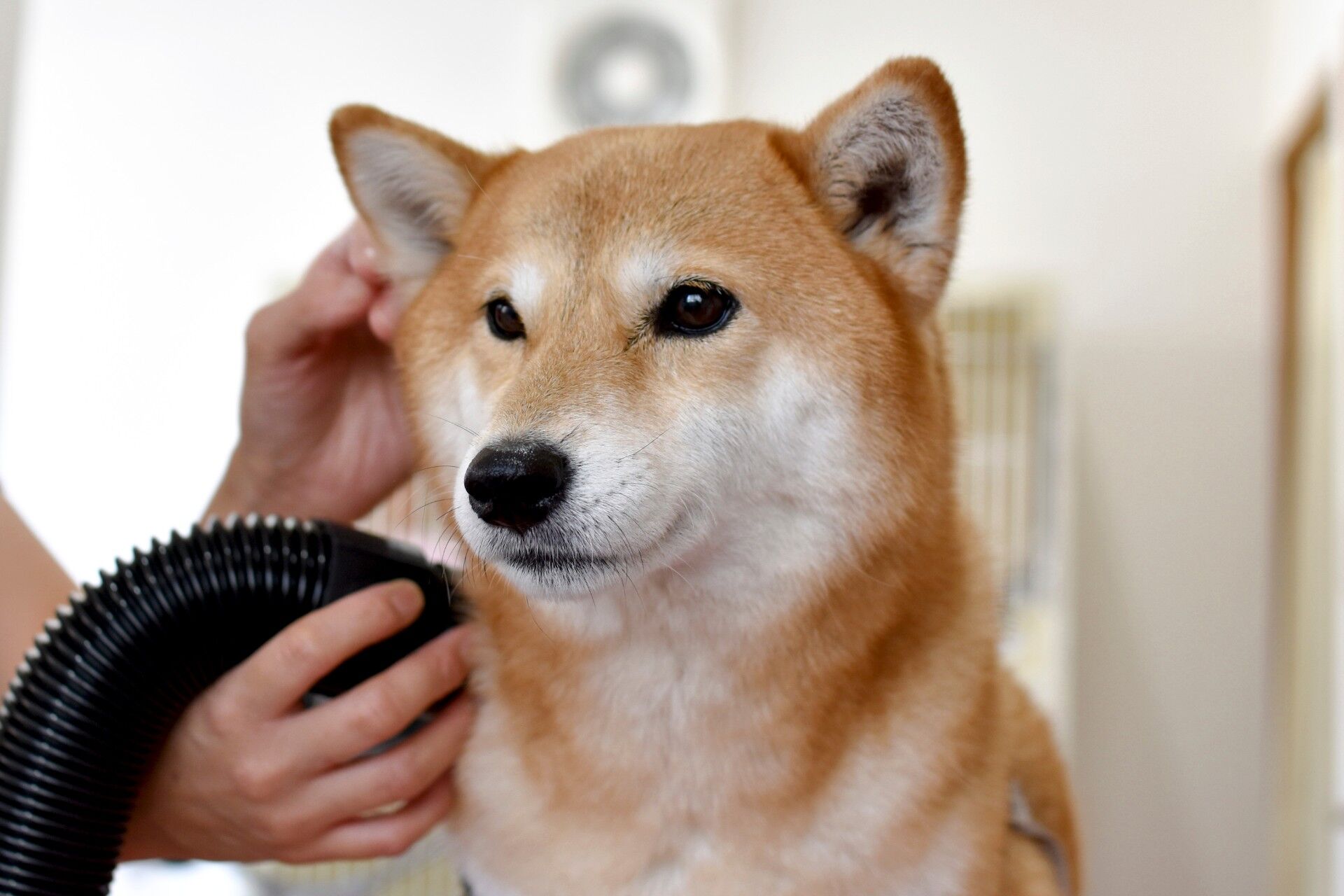 Commitment