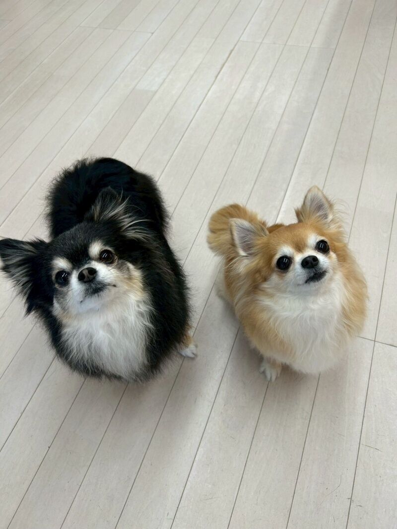 犬