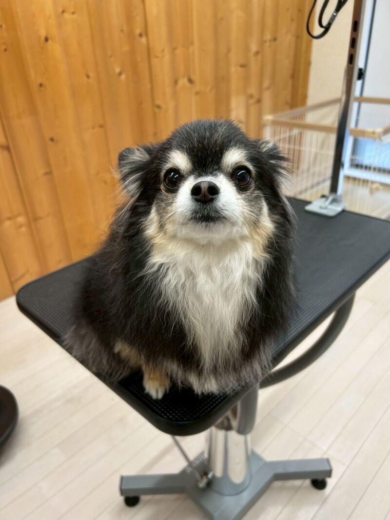 小型犬